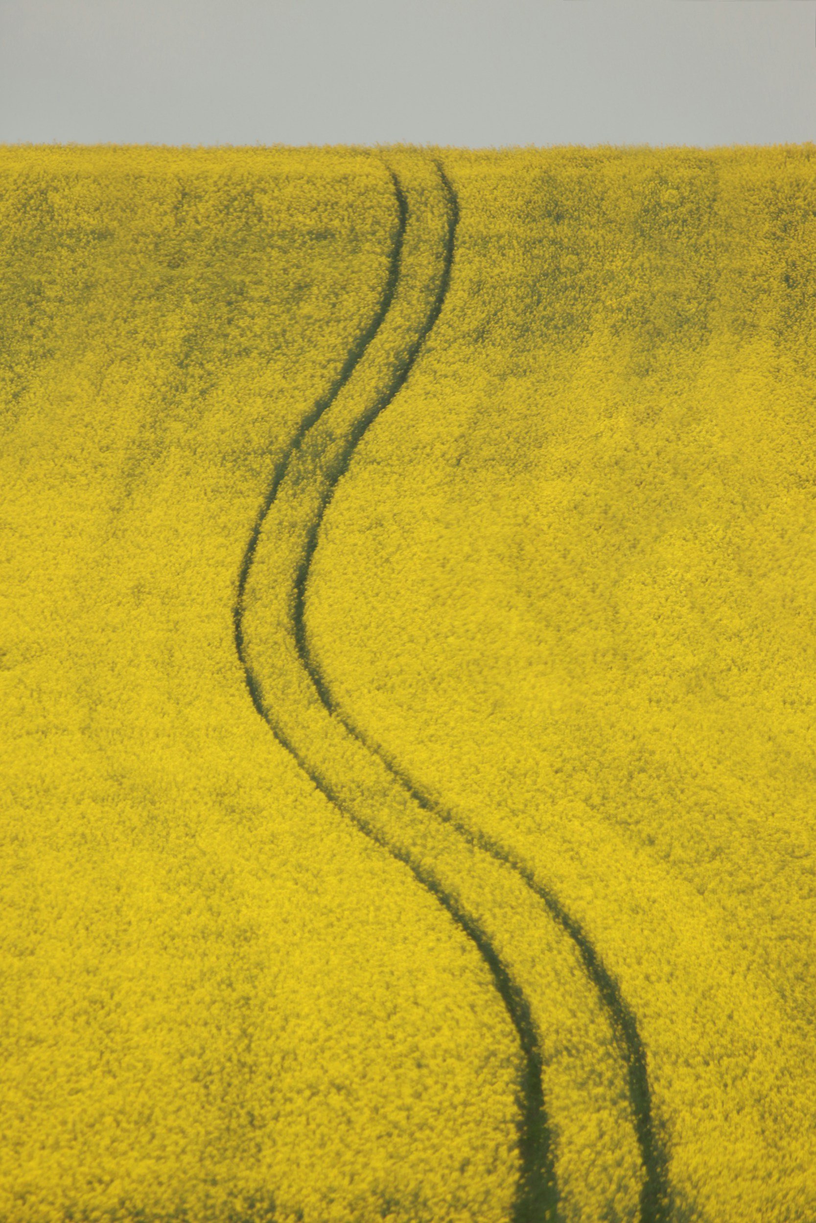 road in the middle of a yellow flower field