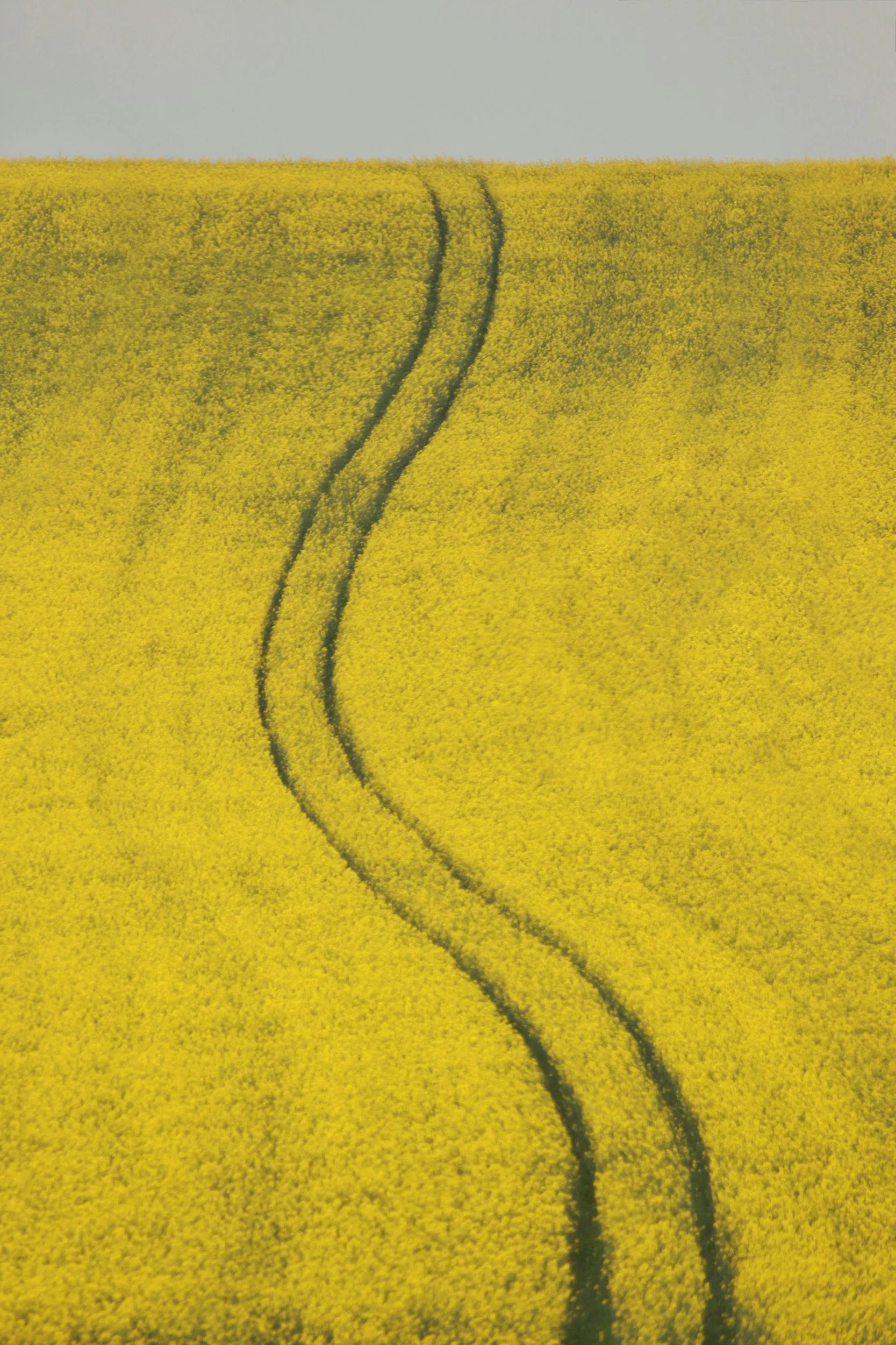 a road in the middle of a field of yellow flowers in spring image