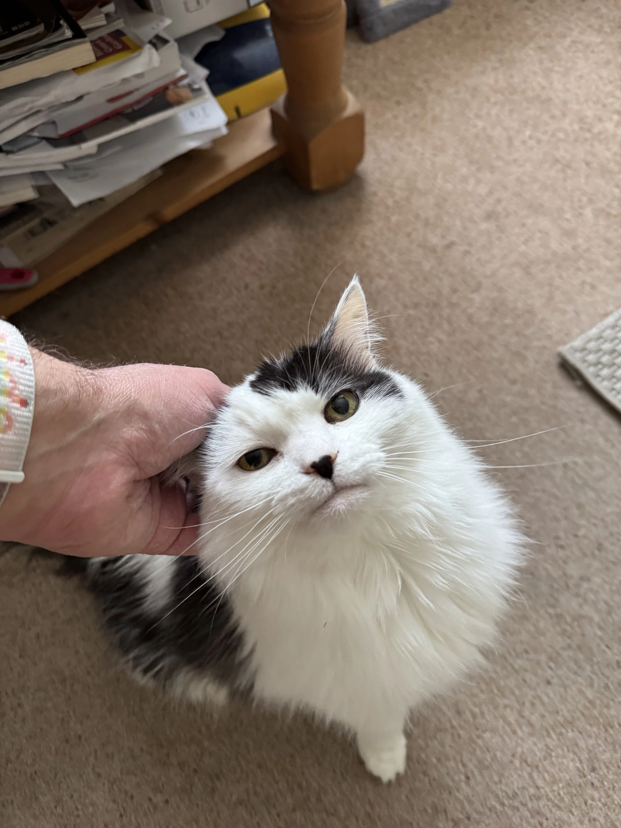 Person petting a fluffy black and white cat looking upward, with papers on a wooden shelf in the background.
