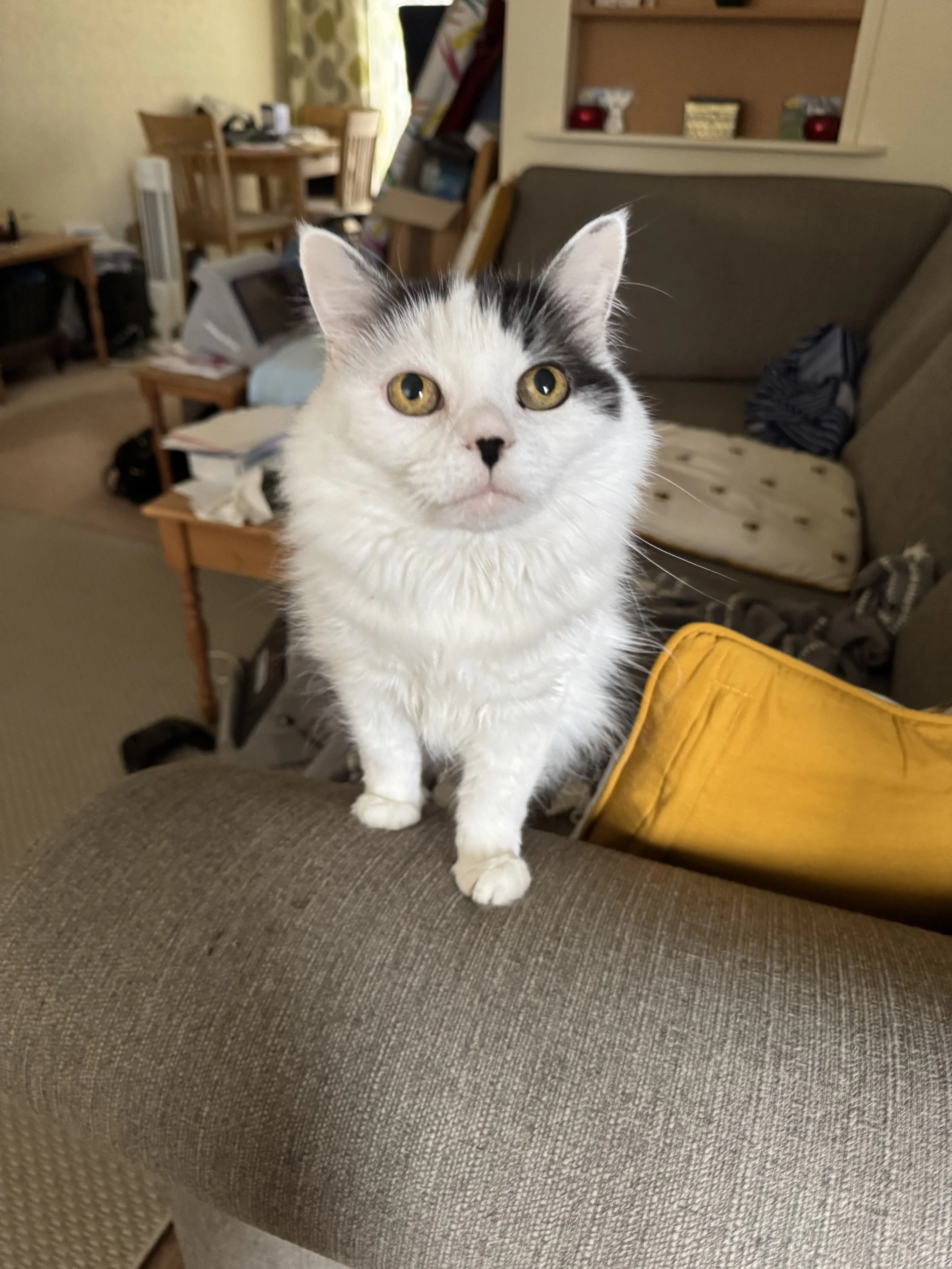 A fluffy white and black cat sitting on the arm of a sofa in a living room.