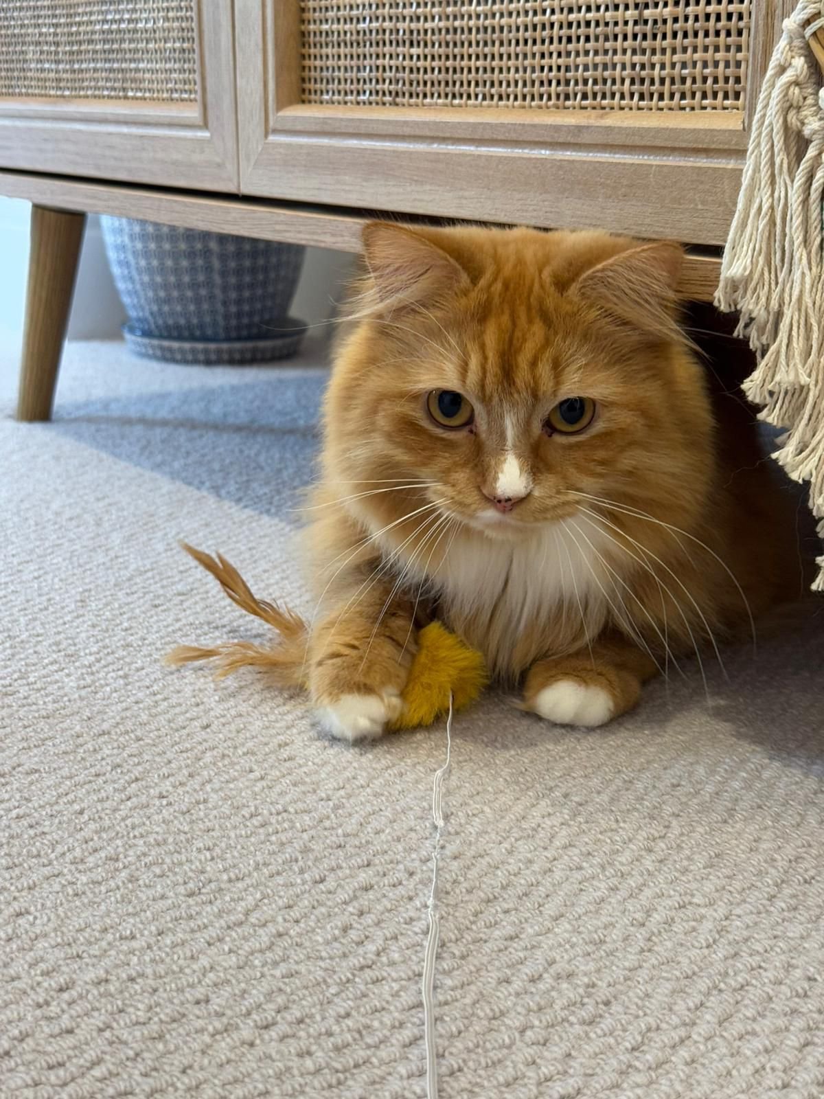 Orange cat with white paws under a wooden cabinet, playing with a yellow toy on a carpet.