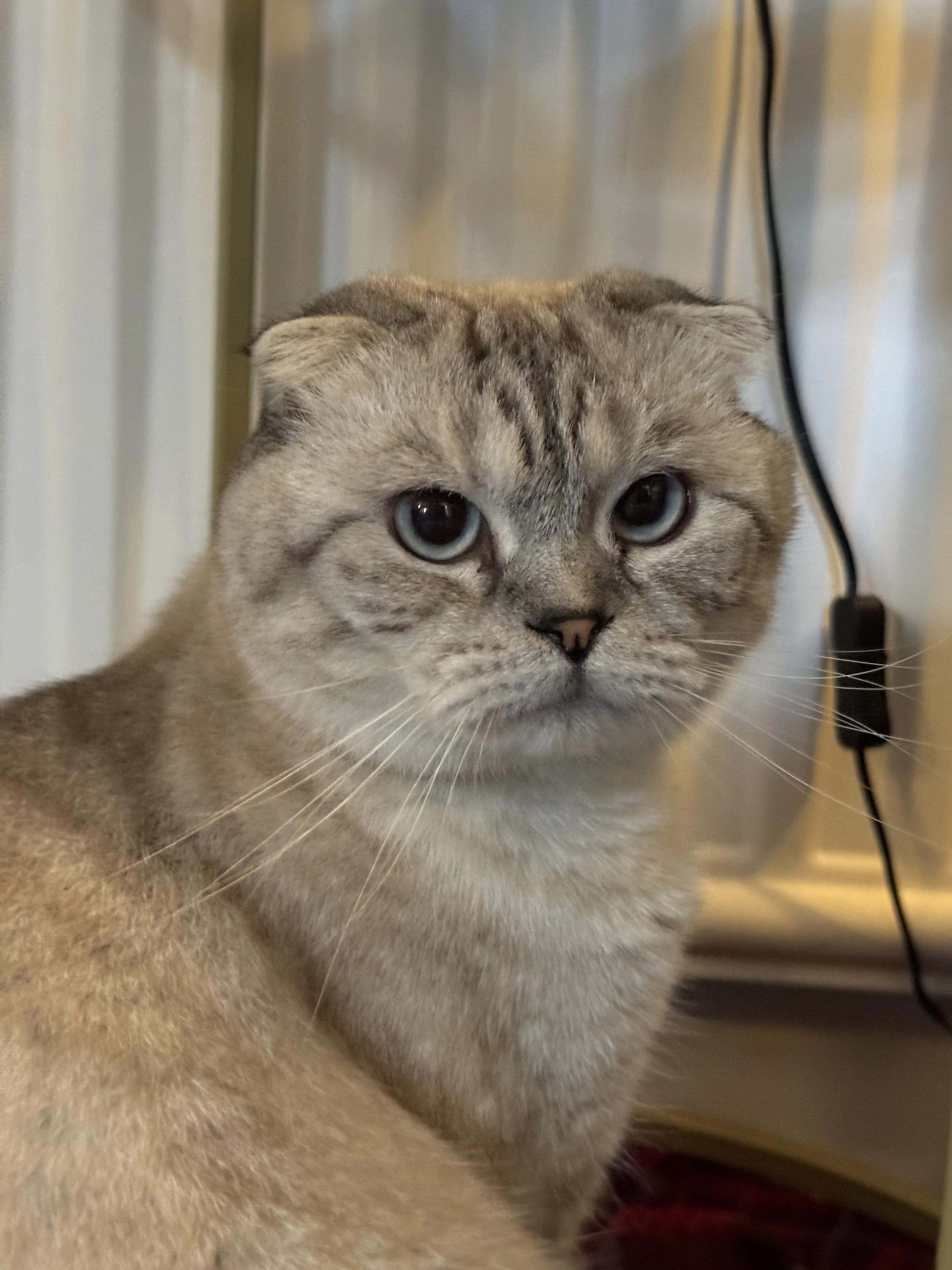 A Scottish Fold cat with folded ears and a light brown fur coat, sitting indoors.