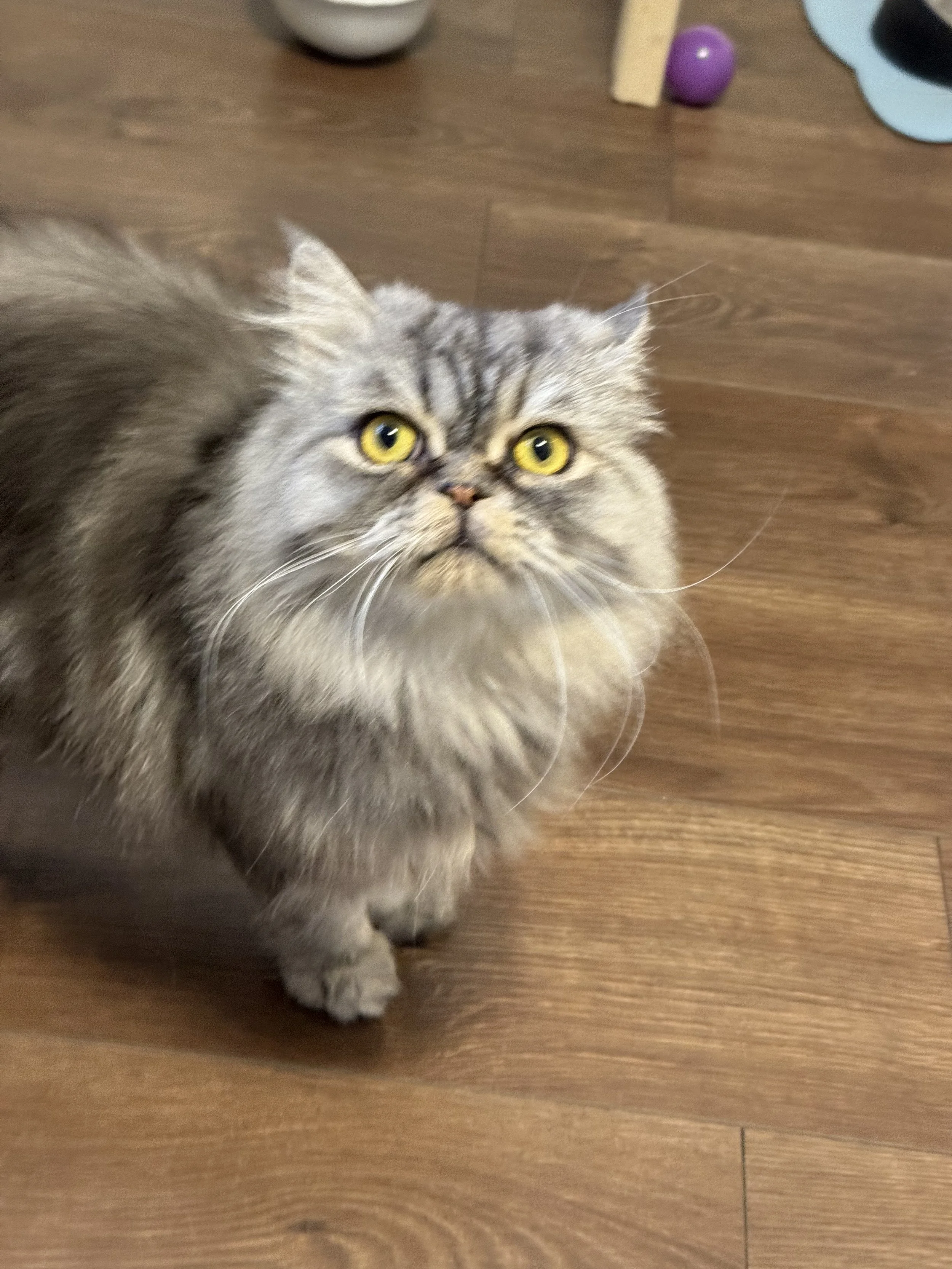 Gray Persian cat with yellow eyes standing on wooden floor.