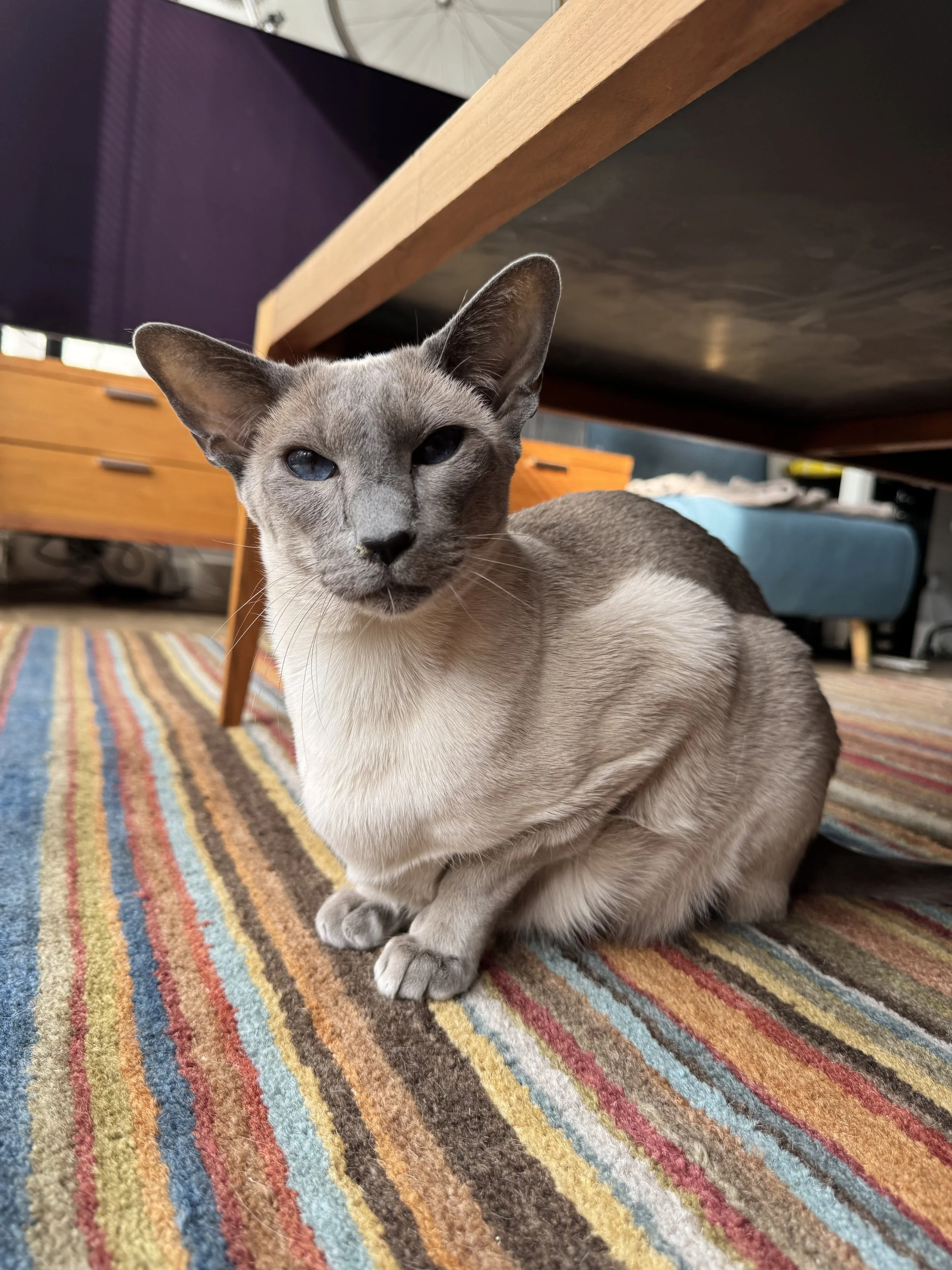 A gray-blue colorpoint cat sitting on a striped rug under a wooden table. The background includes a wooden cabinet and a blue-covered object.