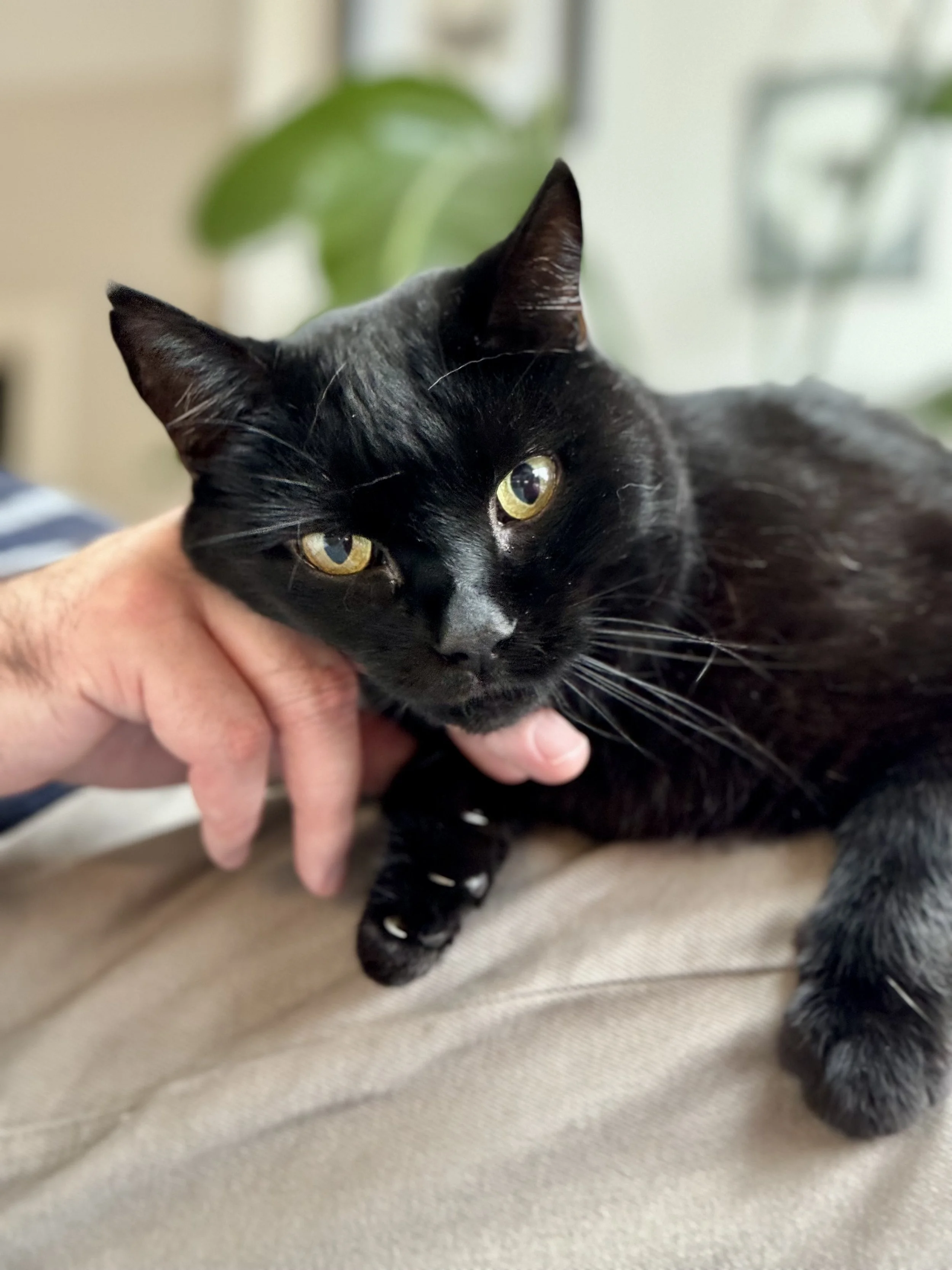 Black cat resting with a human hand supporting its chin