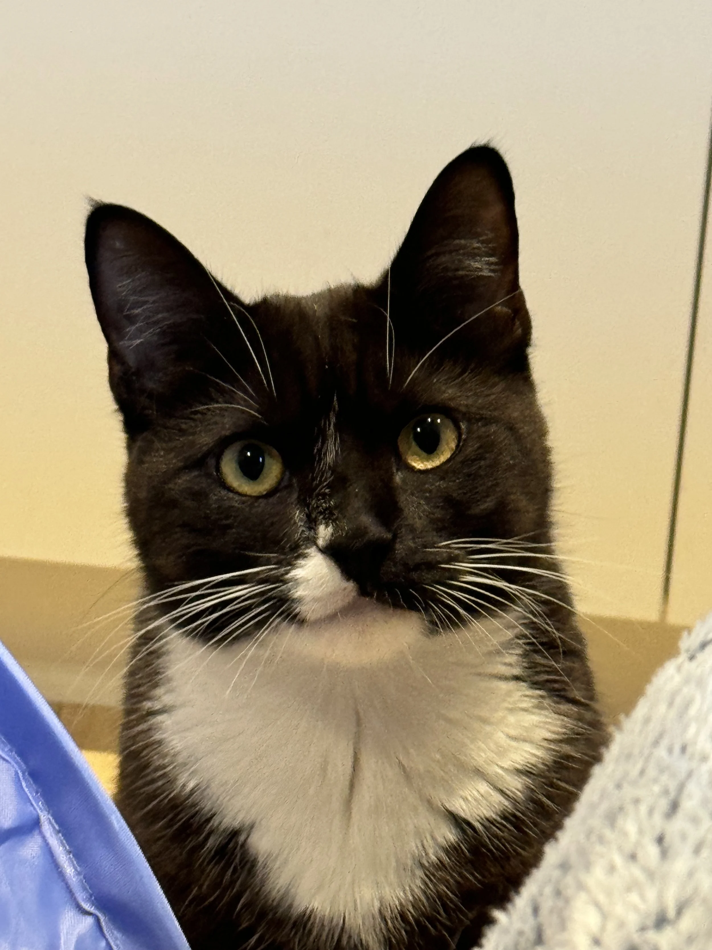 Close-up of a black and white cat with green eyes, looking directly at the camera.