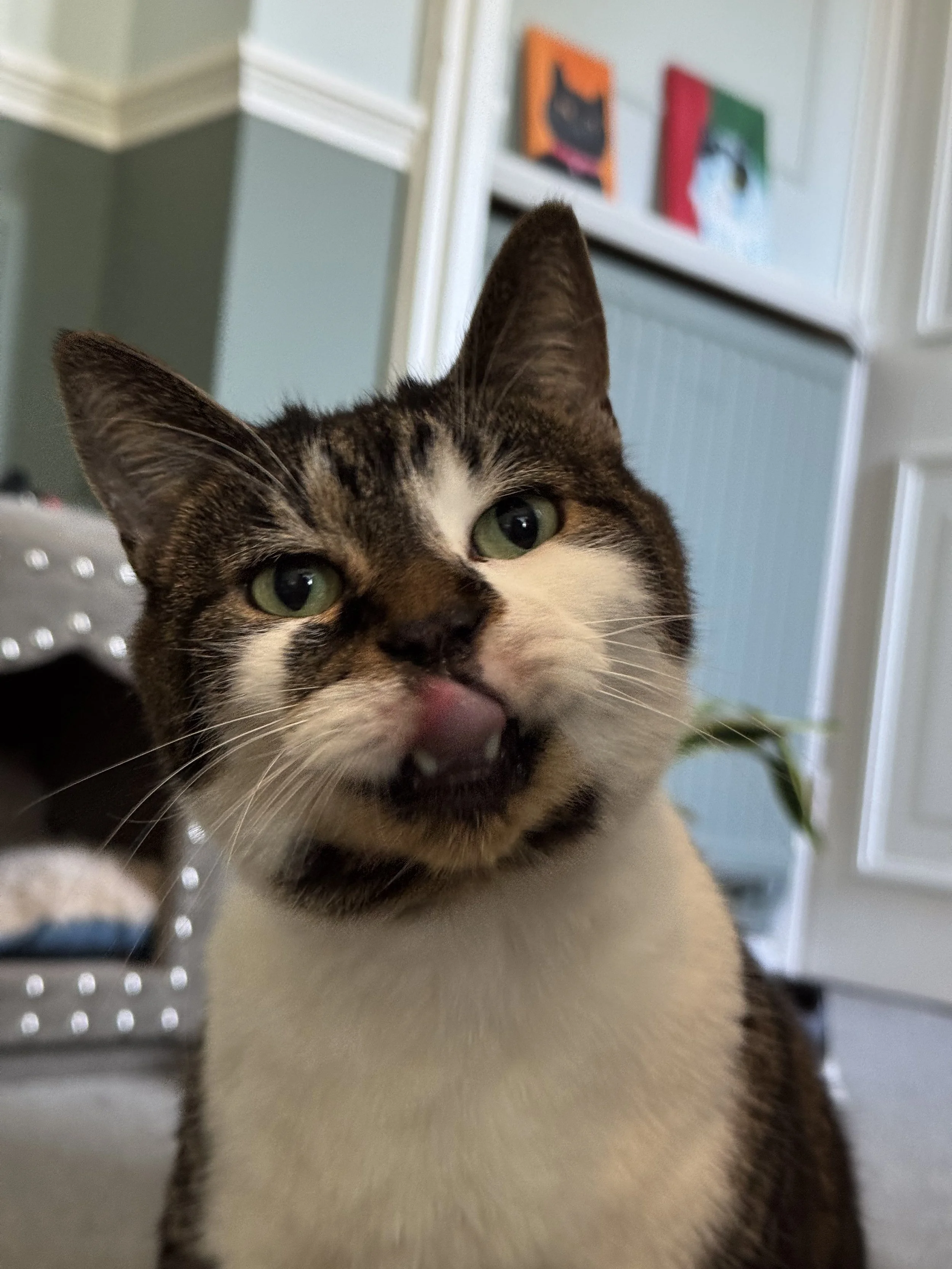Close-up of a cat licking its lips with its tongue out, displaying a playful expression, in an indoor setting with artwork on the wall in the background.