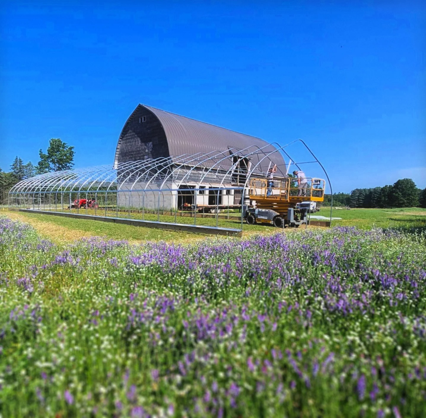 Farmland with a large barn-like structure and a greenhouse under construction, purple wildflowers in the foreground, clear blue sky.