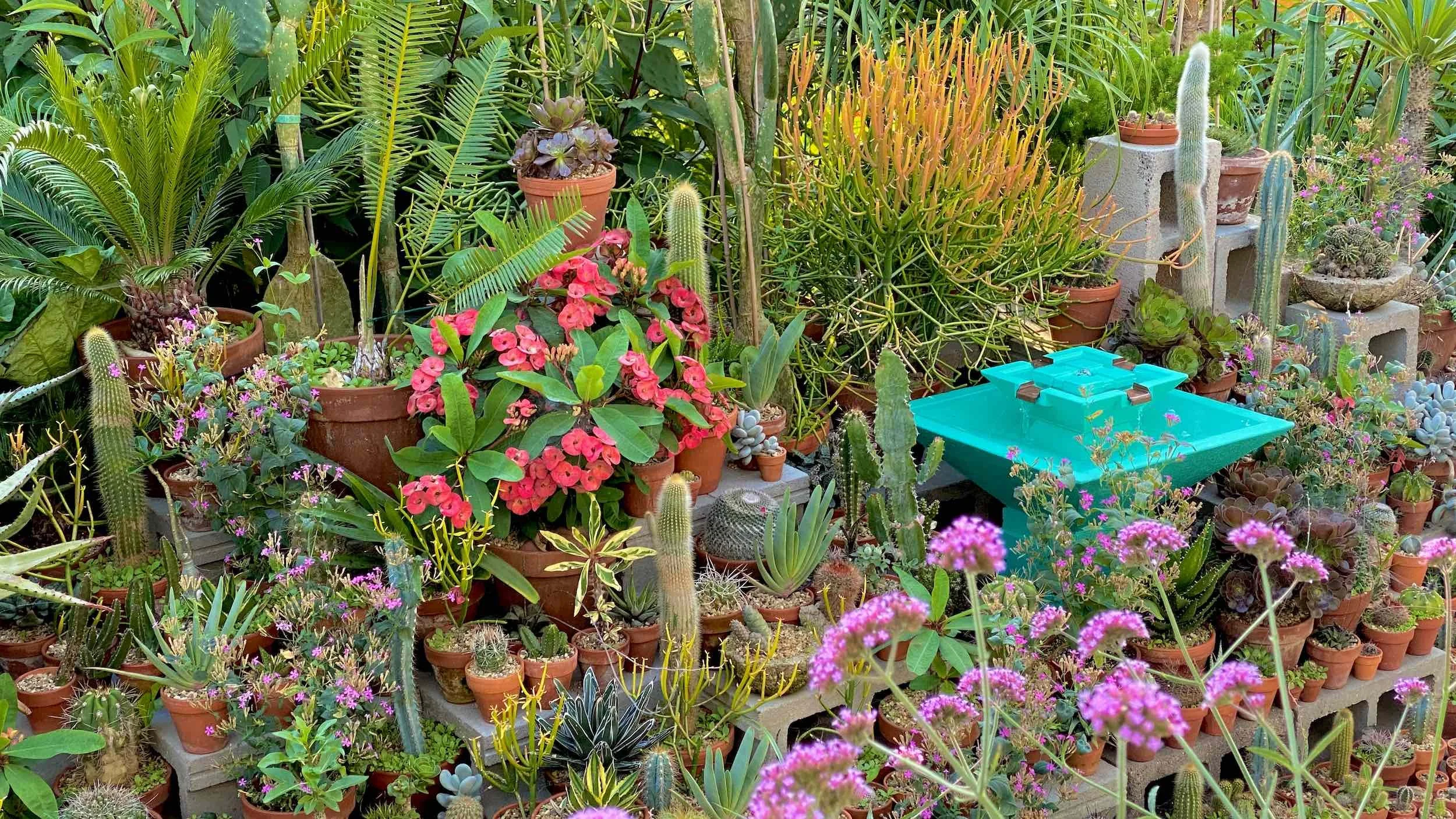 Potted cacti, succulents and pink flowers surround a cyan fountain in the Patio Garden