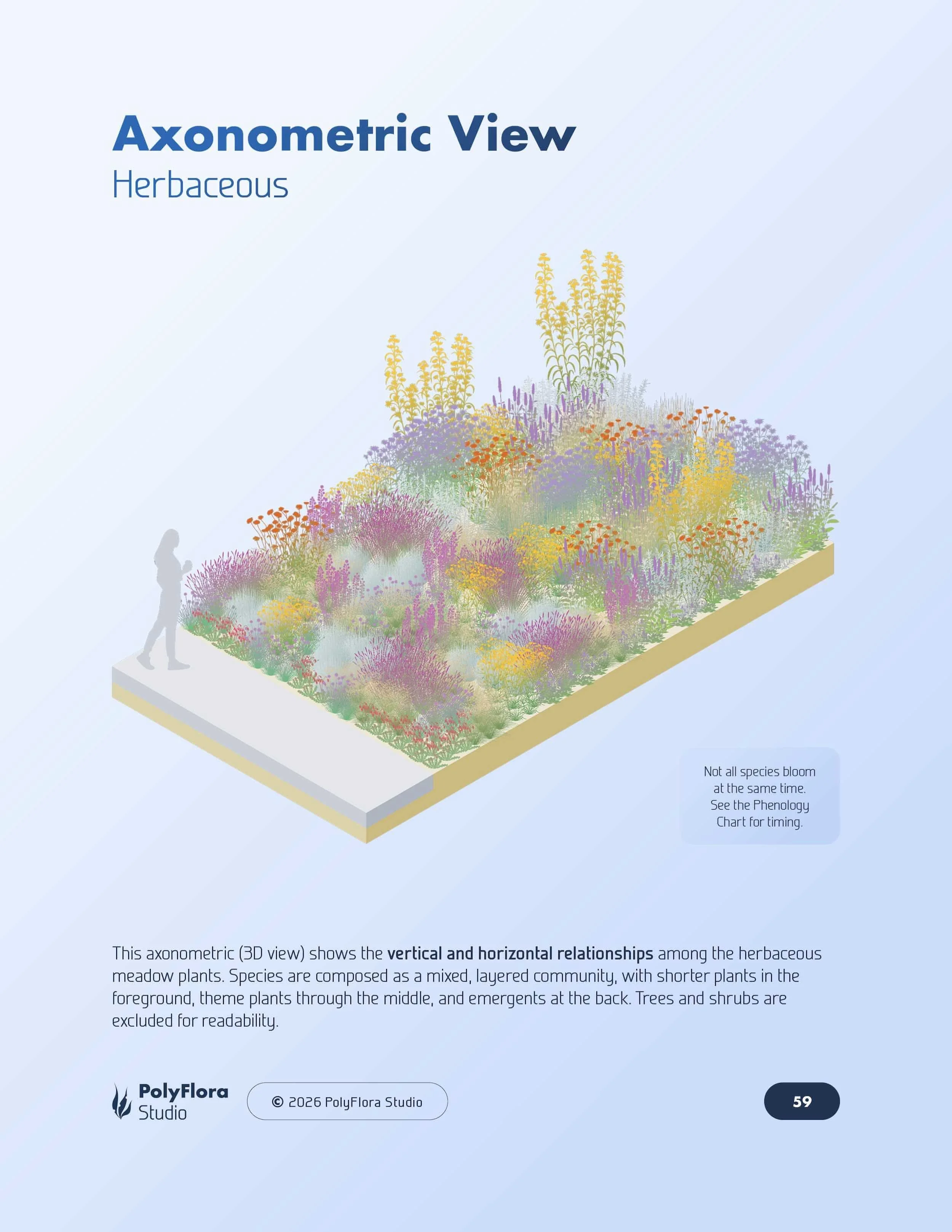 Axonometric view of herbaceous meadow plants showing composition and density