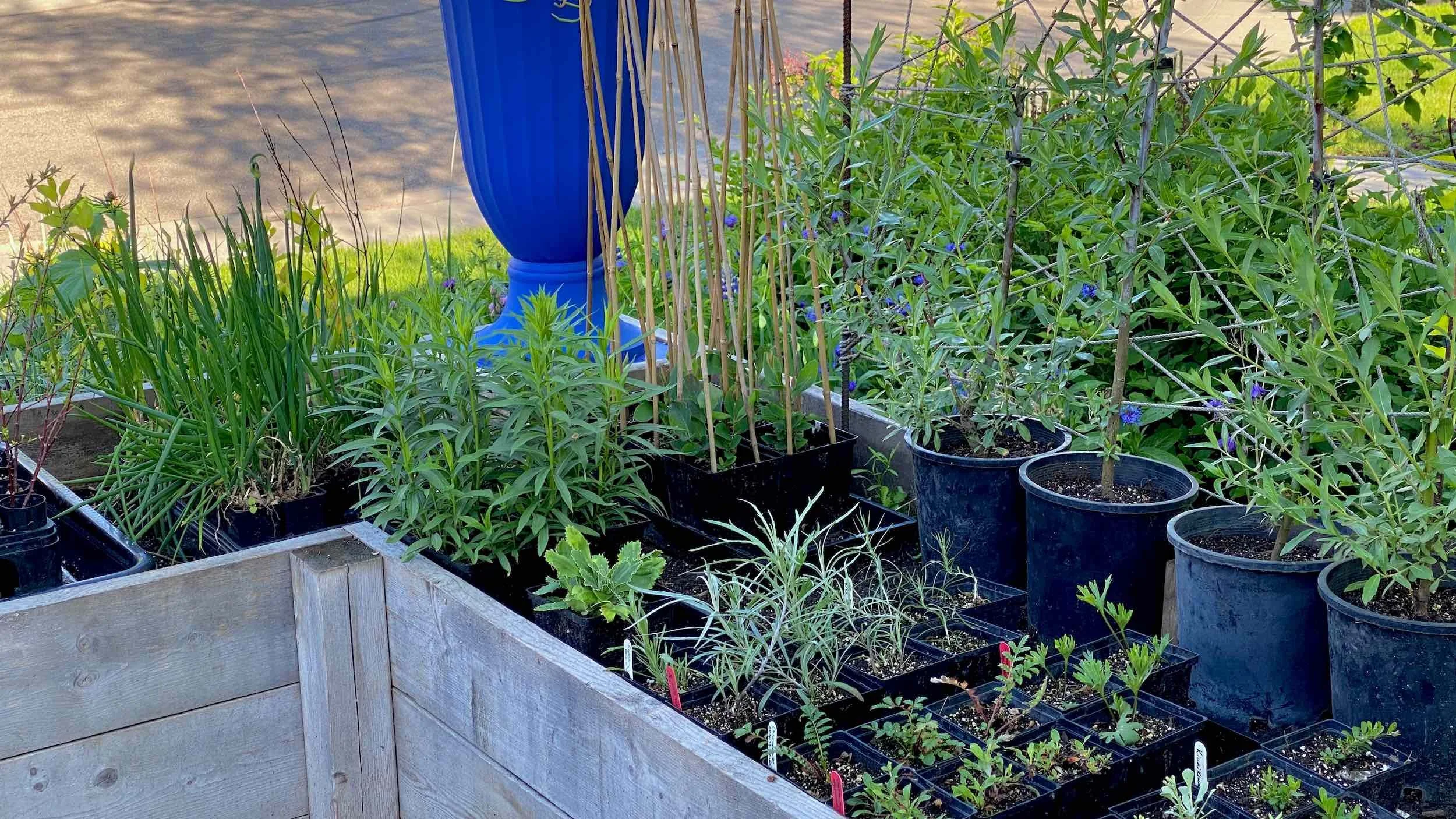 Potted nursery stock and young plants fill trays and containers beside the Kitchen Garden & Nursery