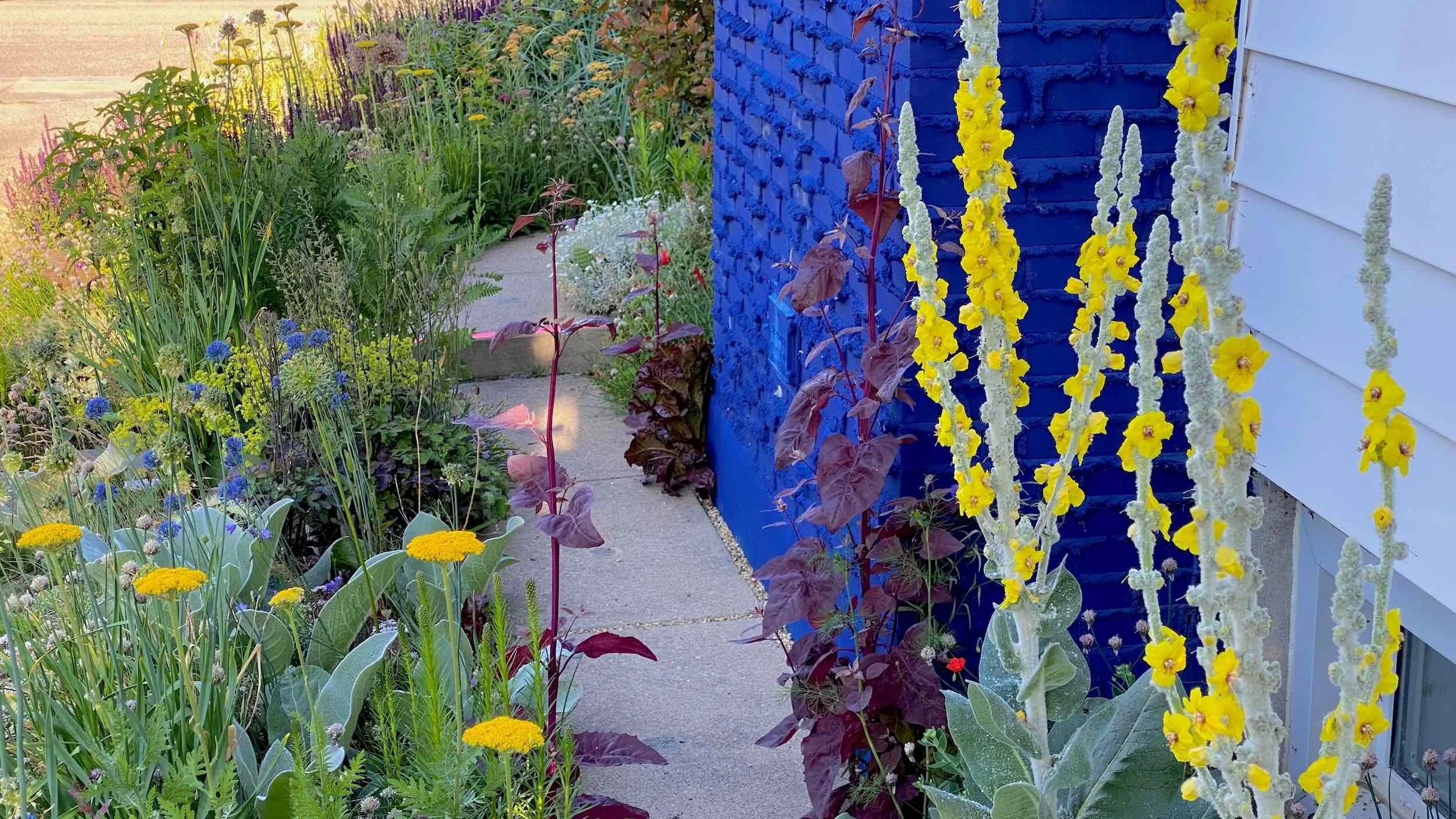 Yellow verbascum rises beside a blue wall along the Dry Edge path near the house