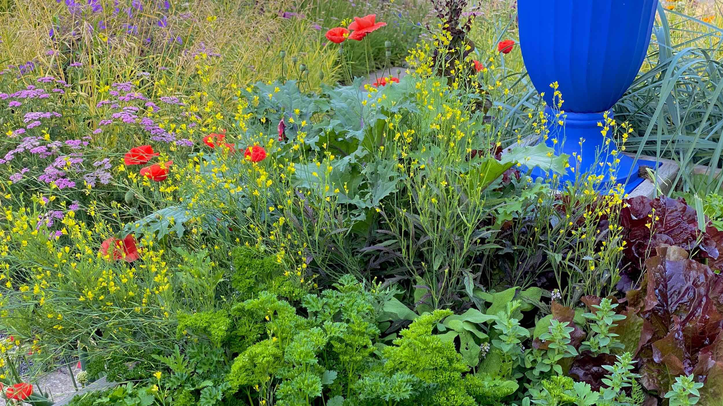 Vegetables, red poppies and yellow flowers grow beside a blue planter in the Kitchen Garden & Nursery