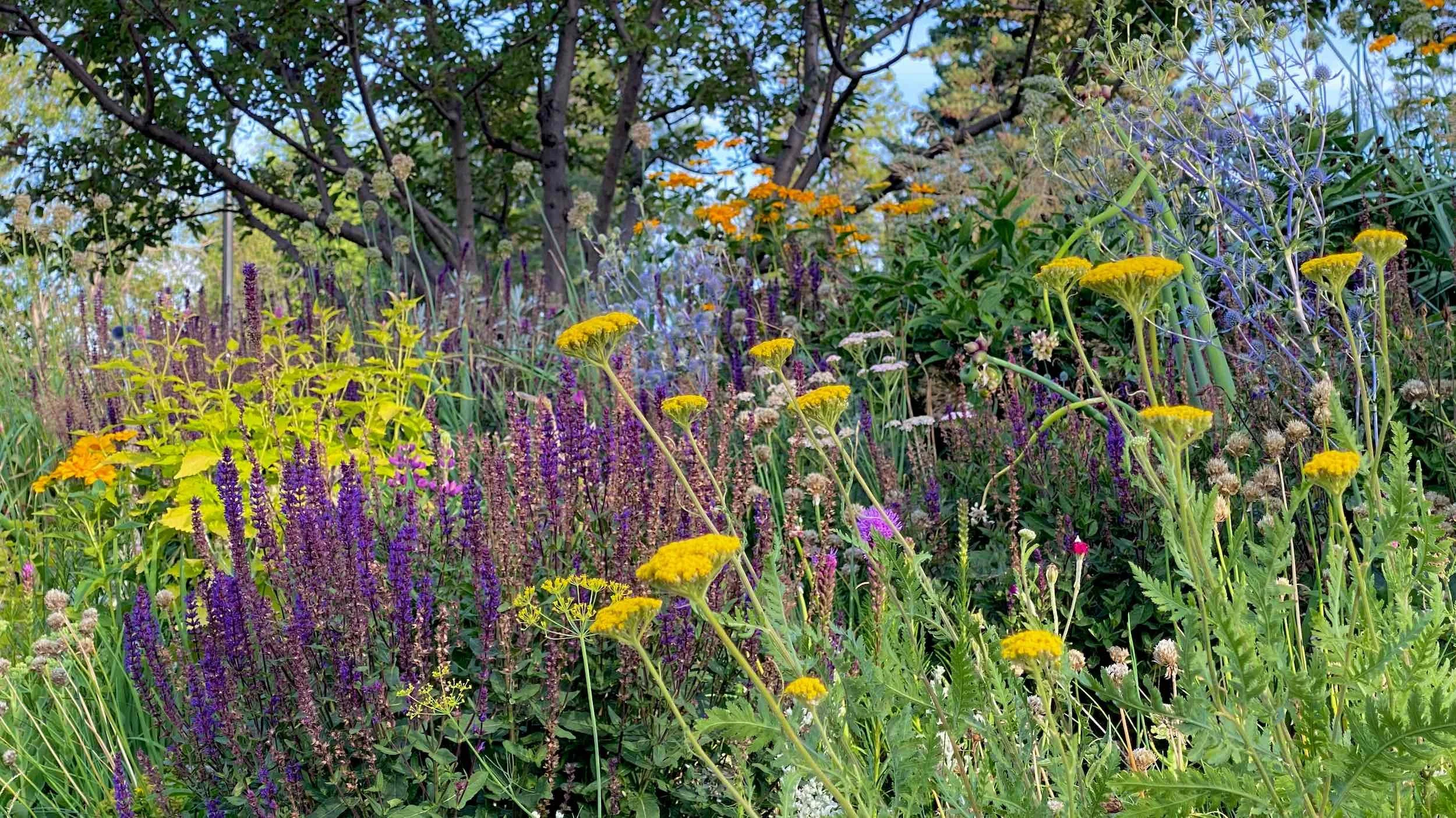 Meadow Edge planting steps from low groundcovers to taller foliage beneath a tree canopy