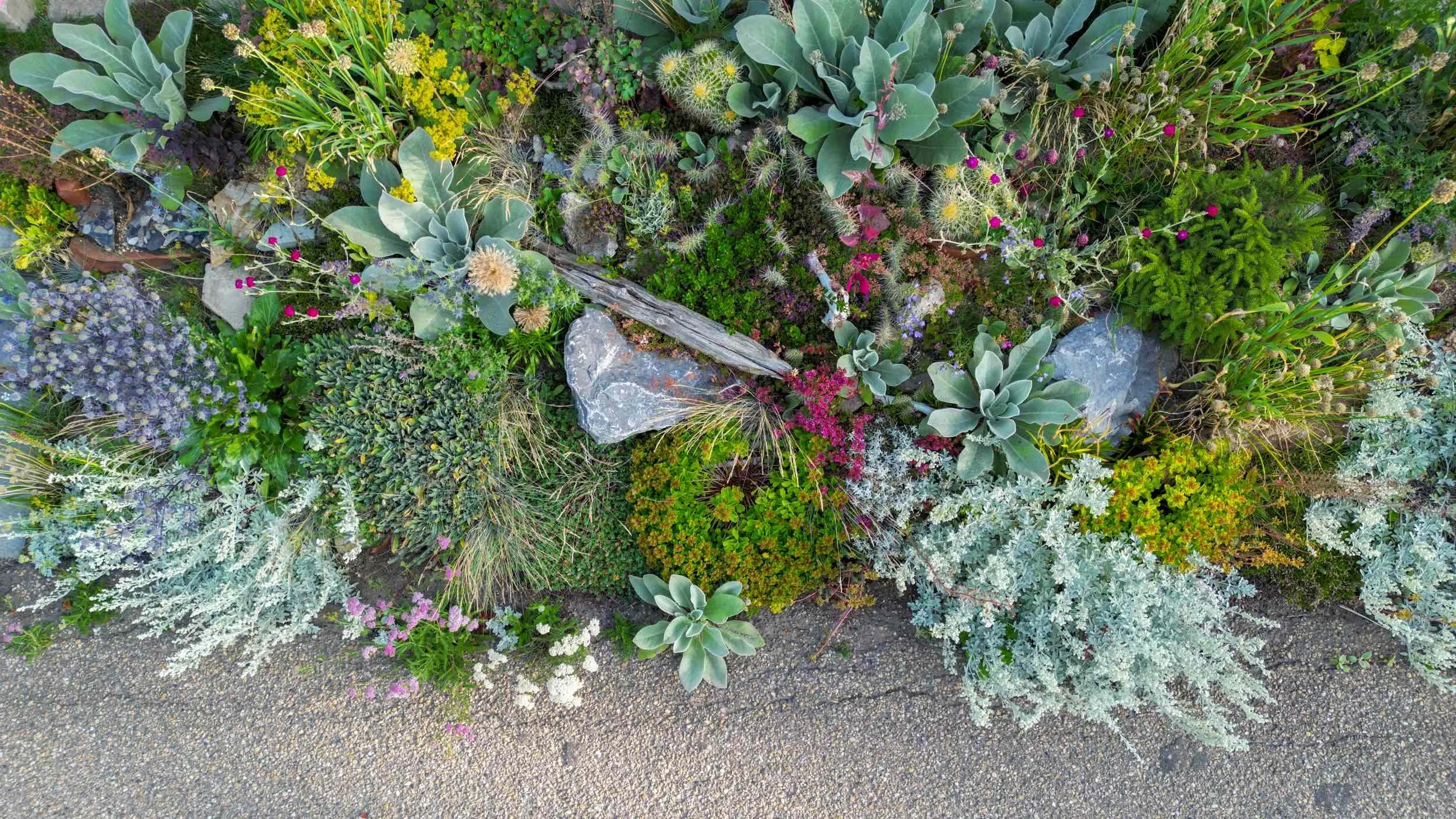 Overhead view of the Dry Edge with silver foliage, rocks, driftwood, cacti and small flowers