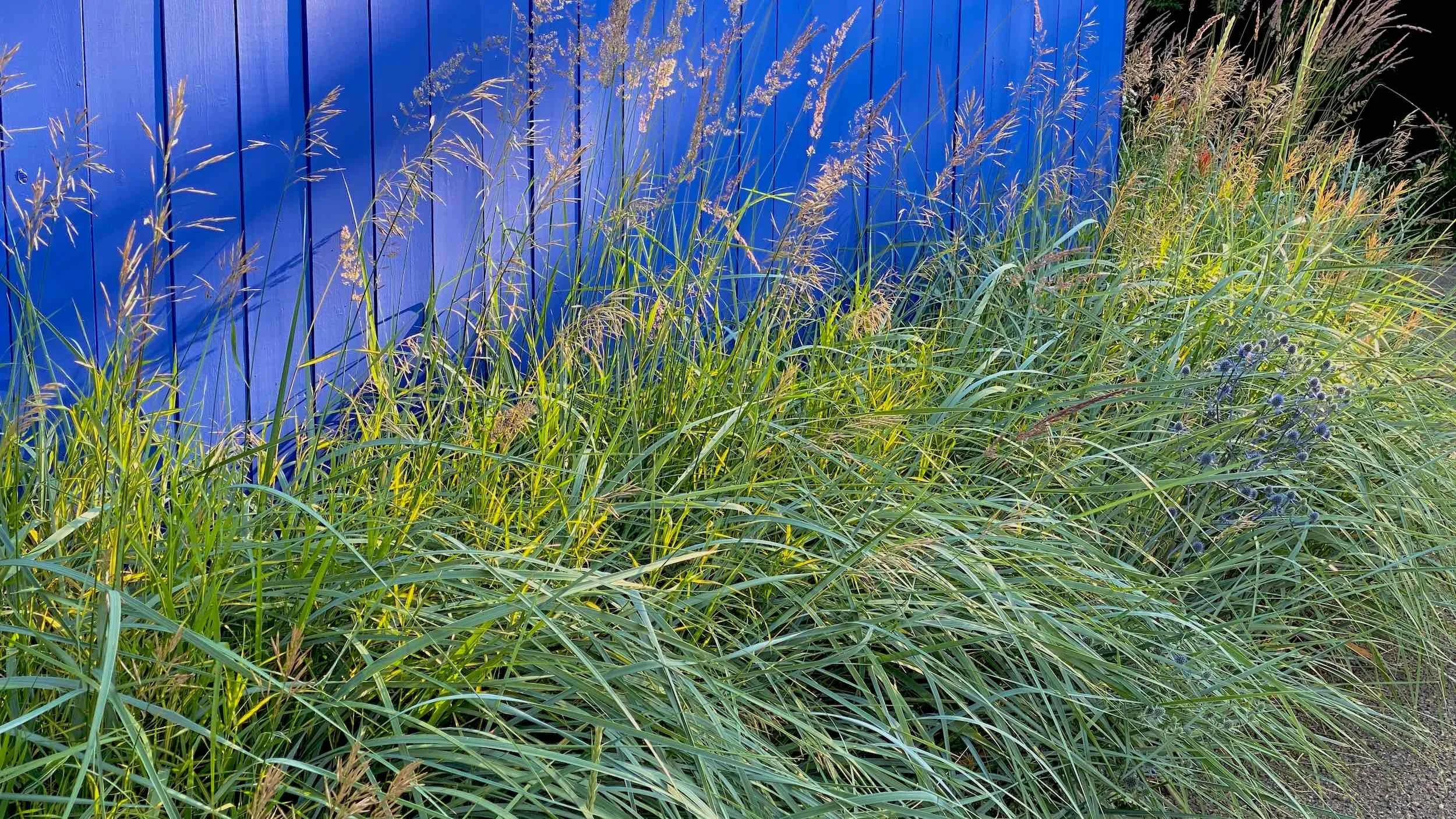 Summer light catches tall grasses along the Alley Edge beside a bright blue fence