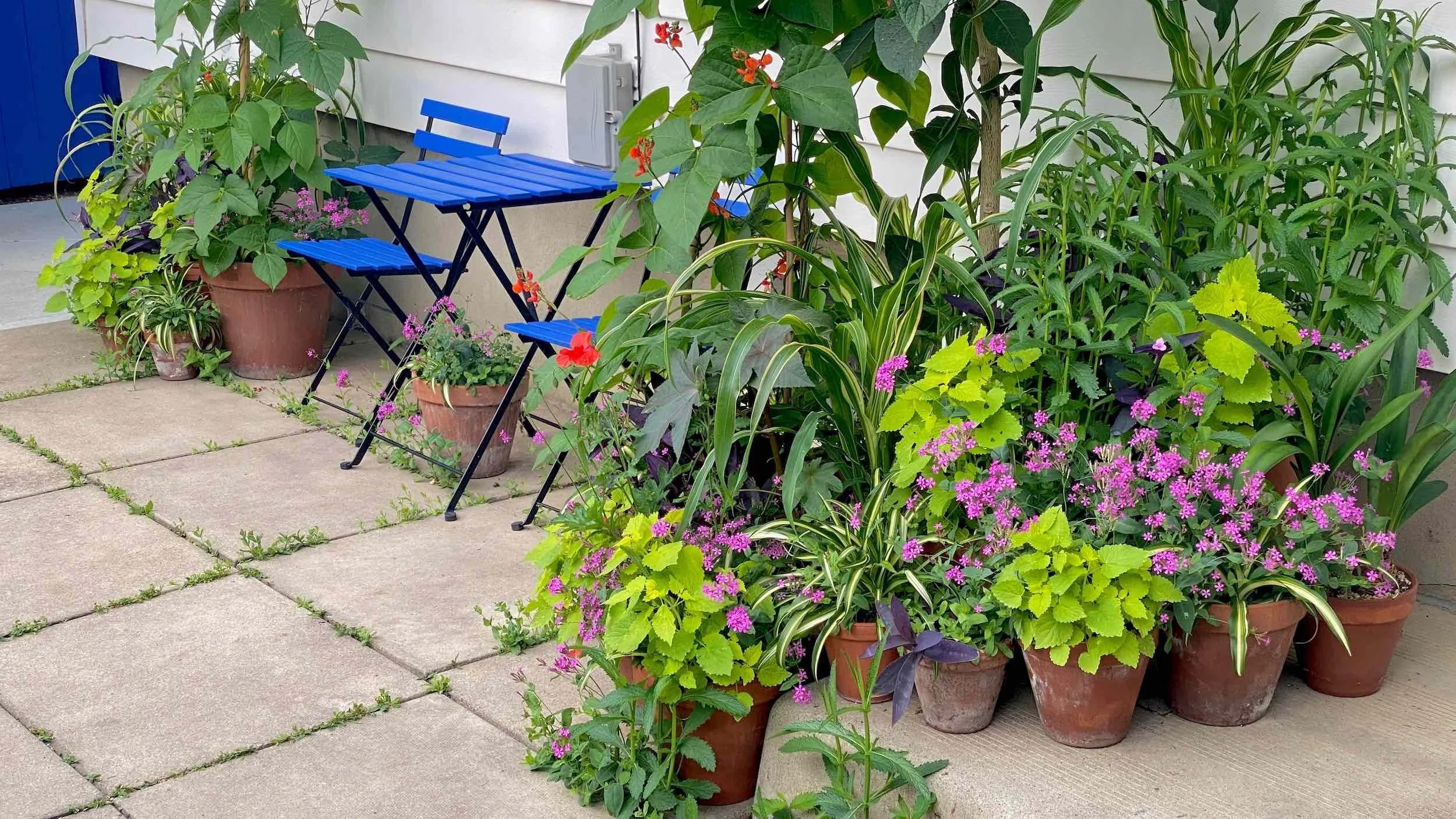 Blue furniture sits beside layered potted plants and pink flowers in the Patio Garden
