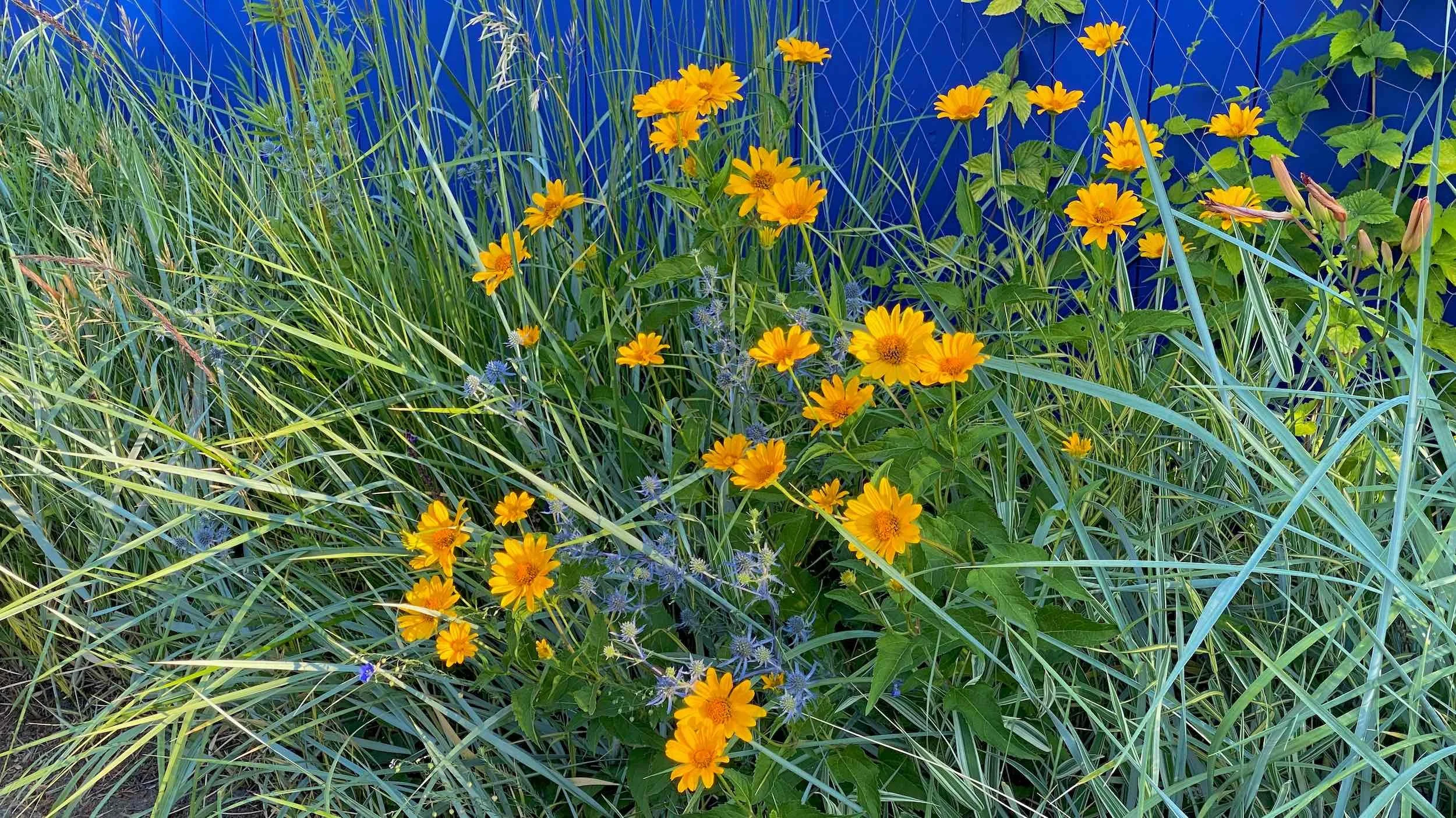 Yellow flowers and blue seed heads grow through tall grasses along the Alley Edge fence
