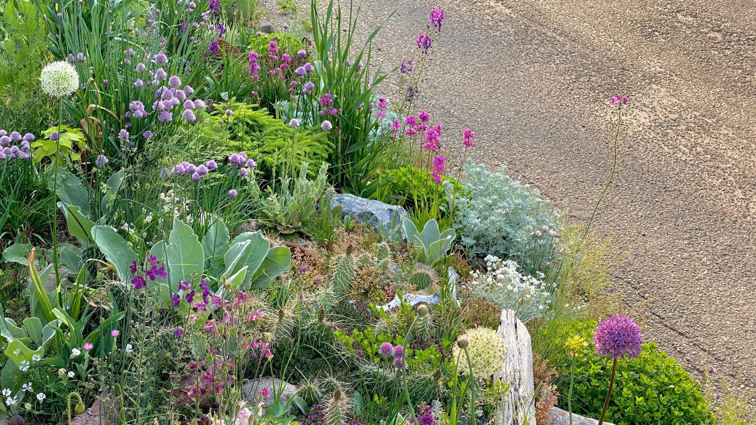 Roadway-edge planting with layered, drought-tolerant perennials, showing resilient garden design in summer