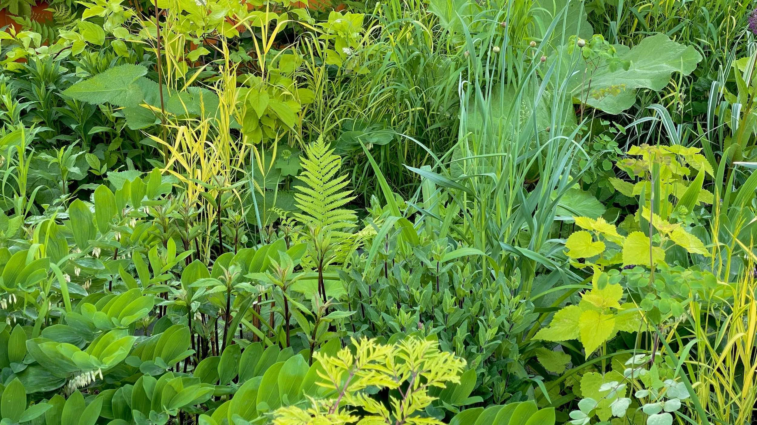 Spring foliage detail in the Woodland Garden with fern fronds, broad leaves and layered greens