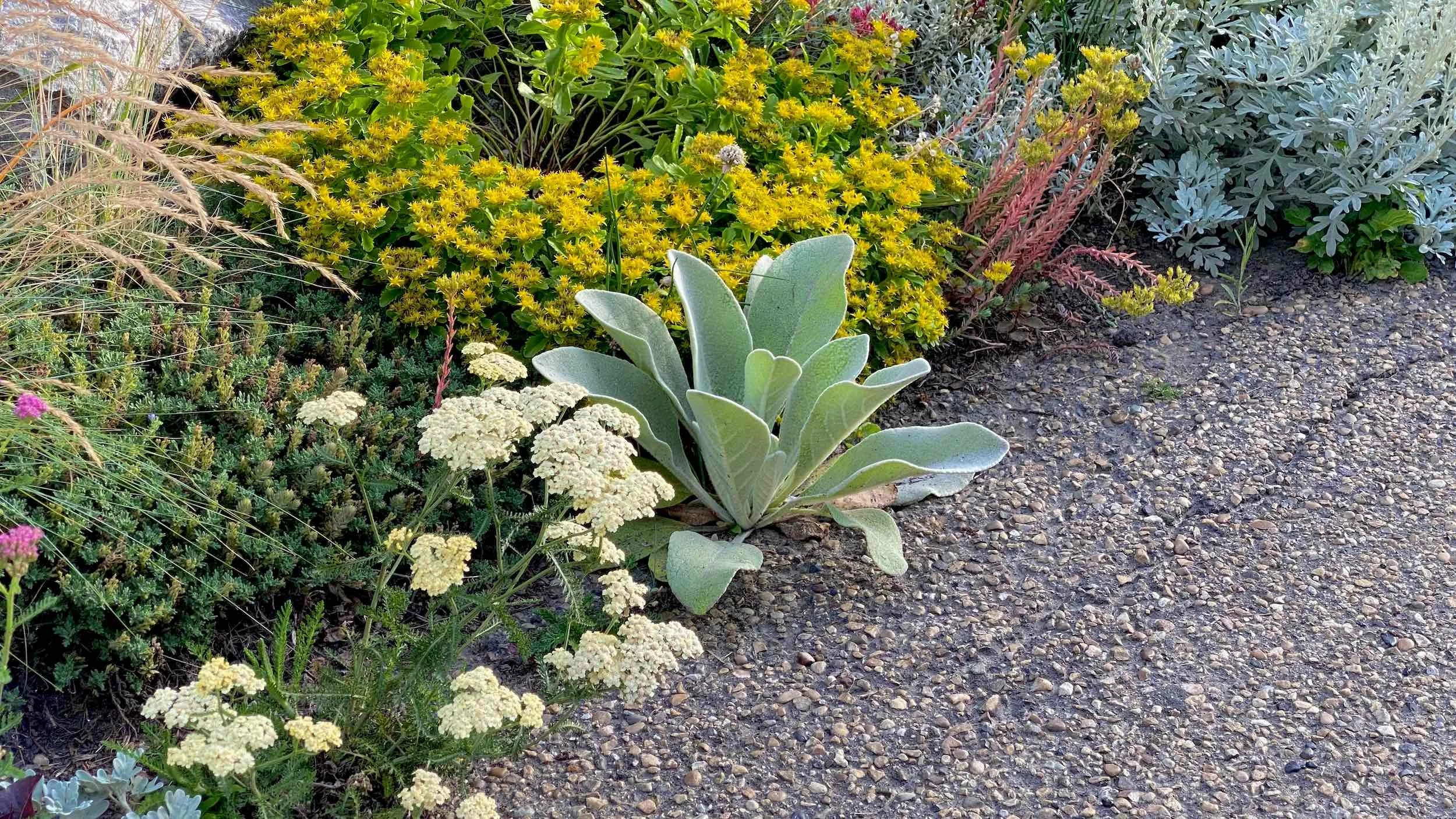 Stress-tolerant plants grow along the Meadow Edge with silver foliage, yellow flowers and gravel