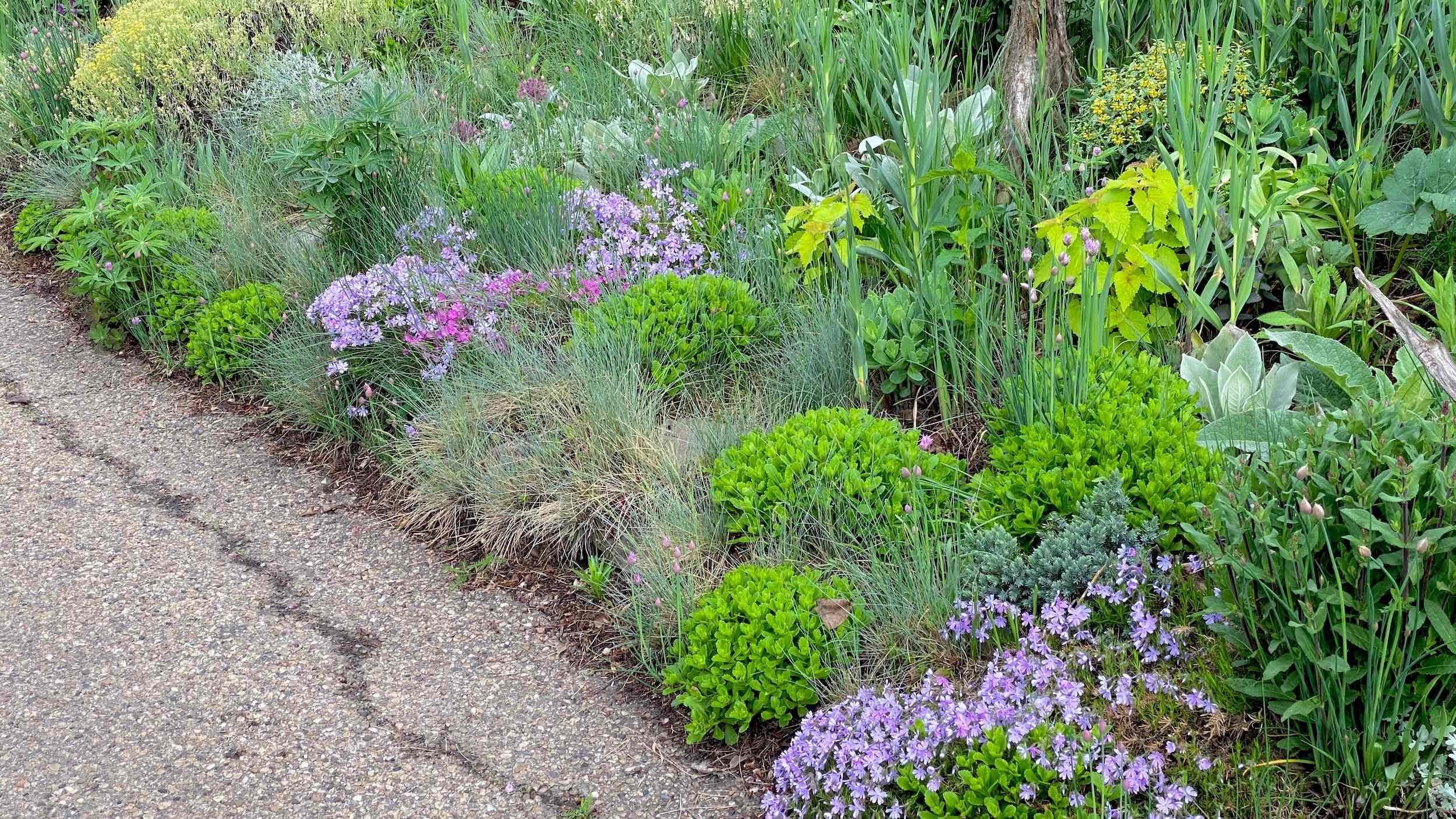 Green groundcovers and pink flowers spread along the Meadow Edge in mid spring