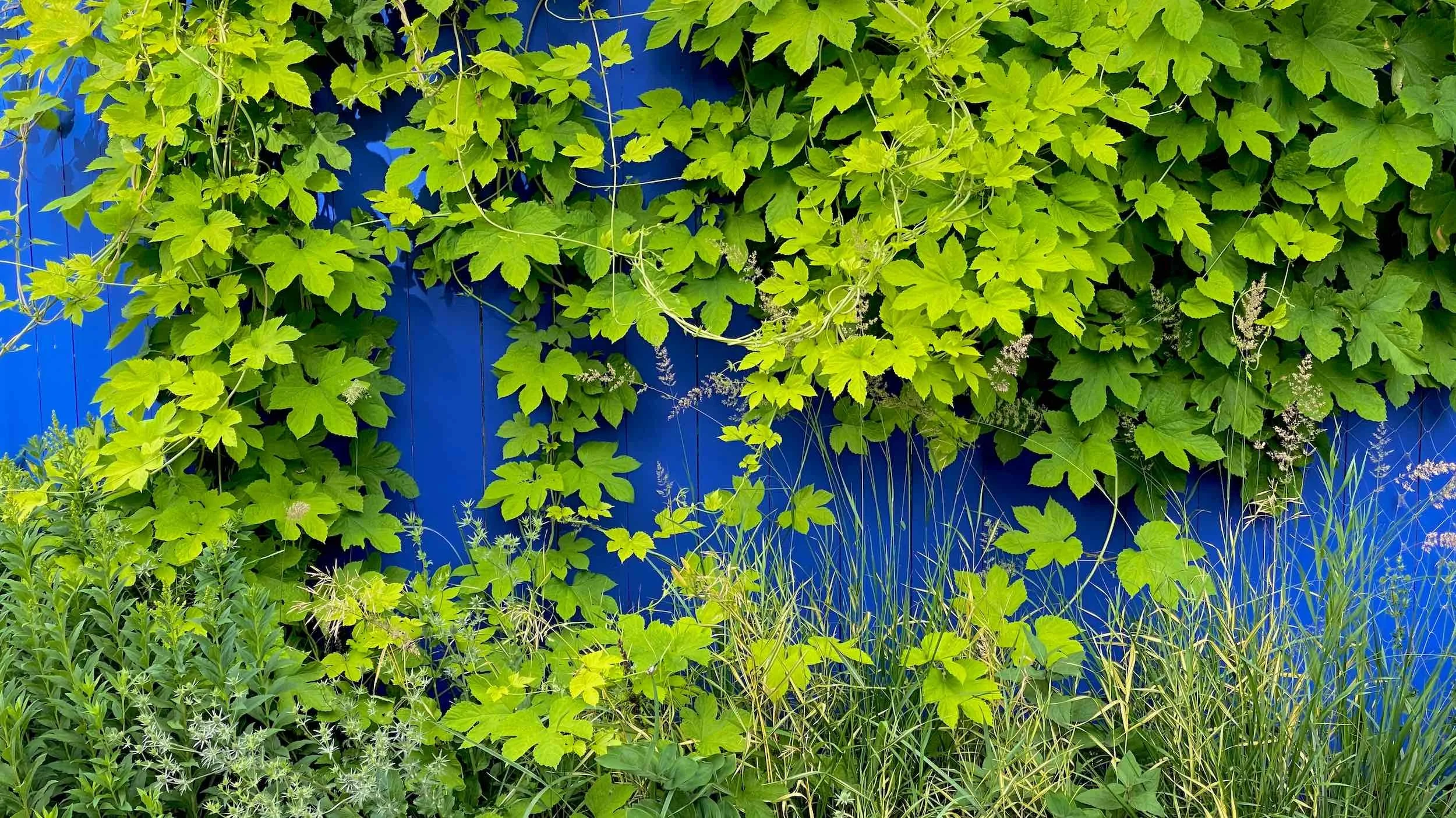 Golden hops foliage climbs over the blue fence above grasses in the Alley Edge planting