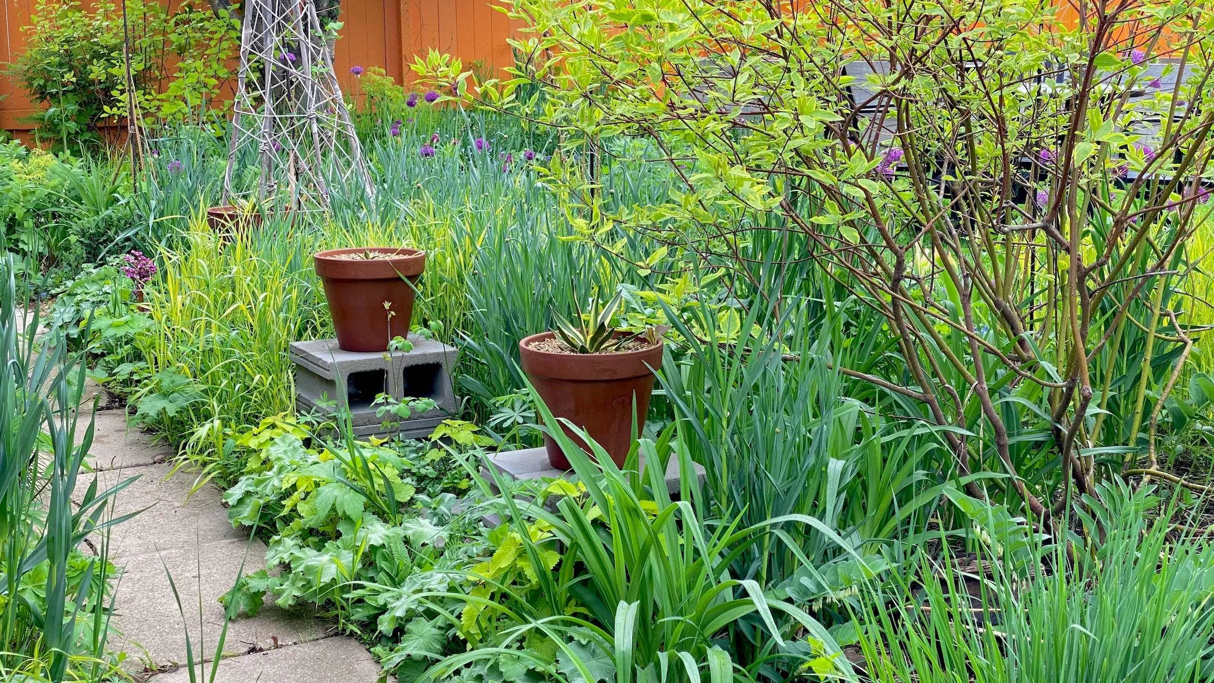 Woodland Garden path with shrubs, potted plants and fresh green foliage in early spring