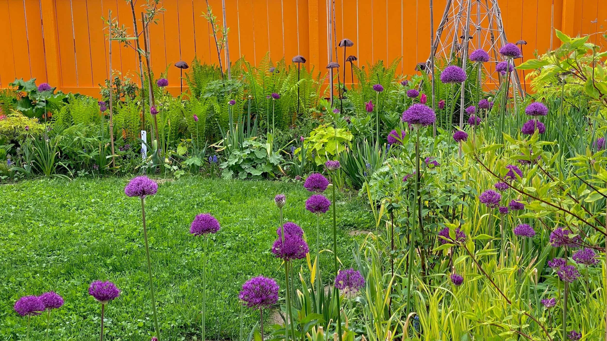 Purple alliums rise around the oval lawn with ferns and layered foliage in the Woodland Garden