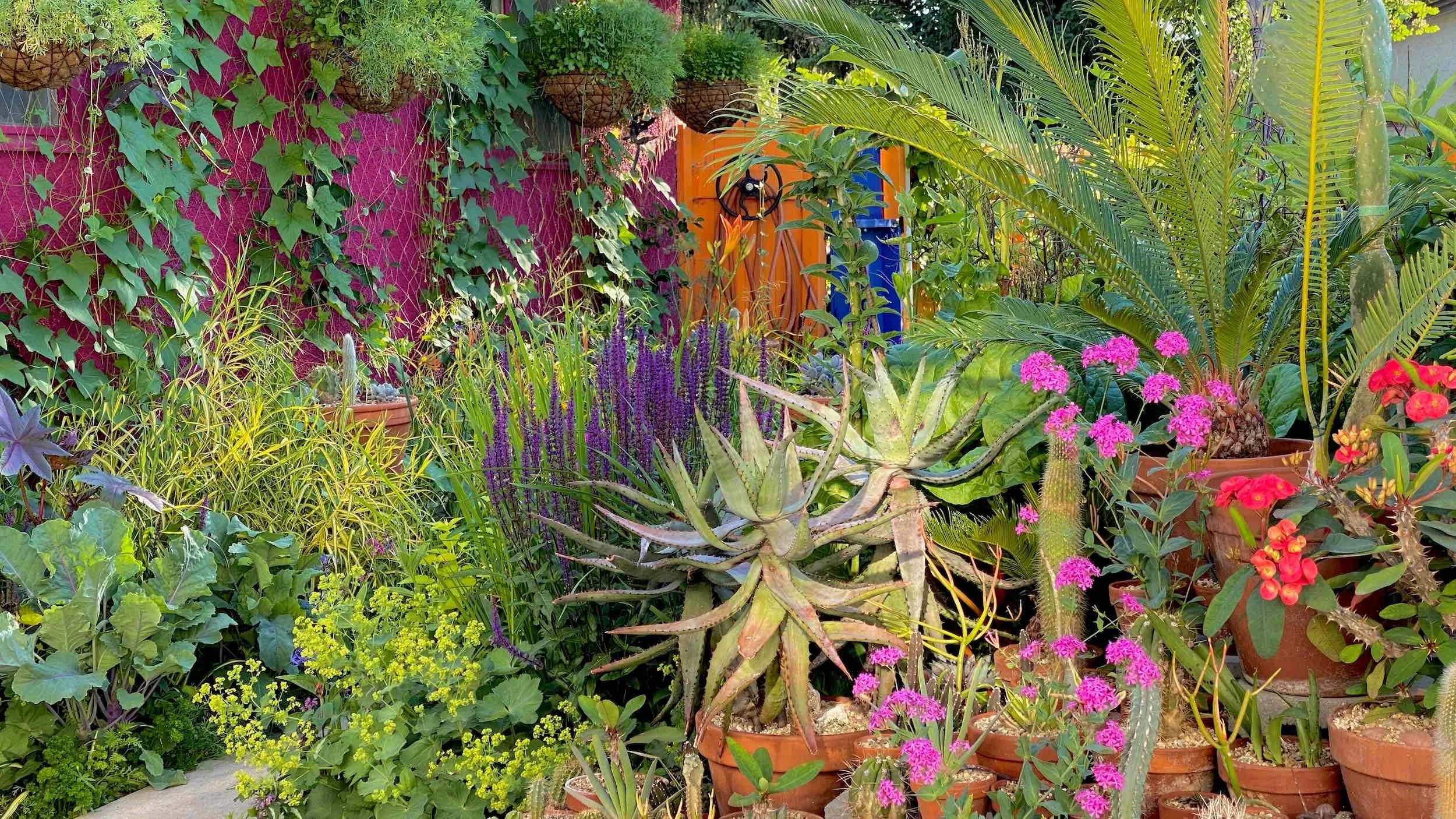 Patio Garden scene with succulents, tropical foliage, purple flowers and colourful walls