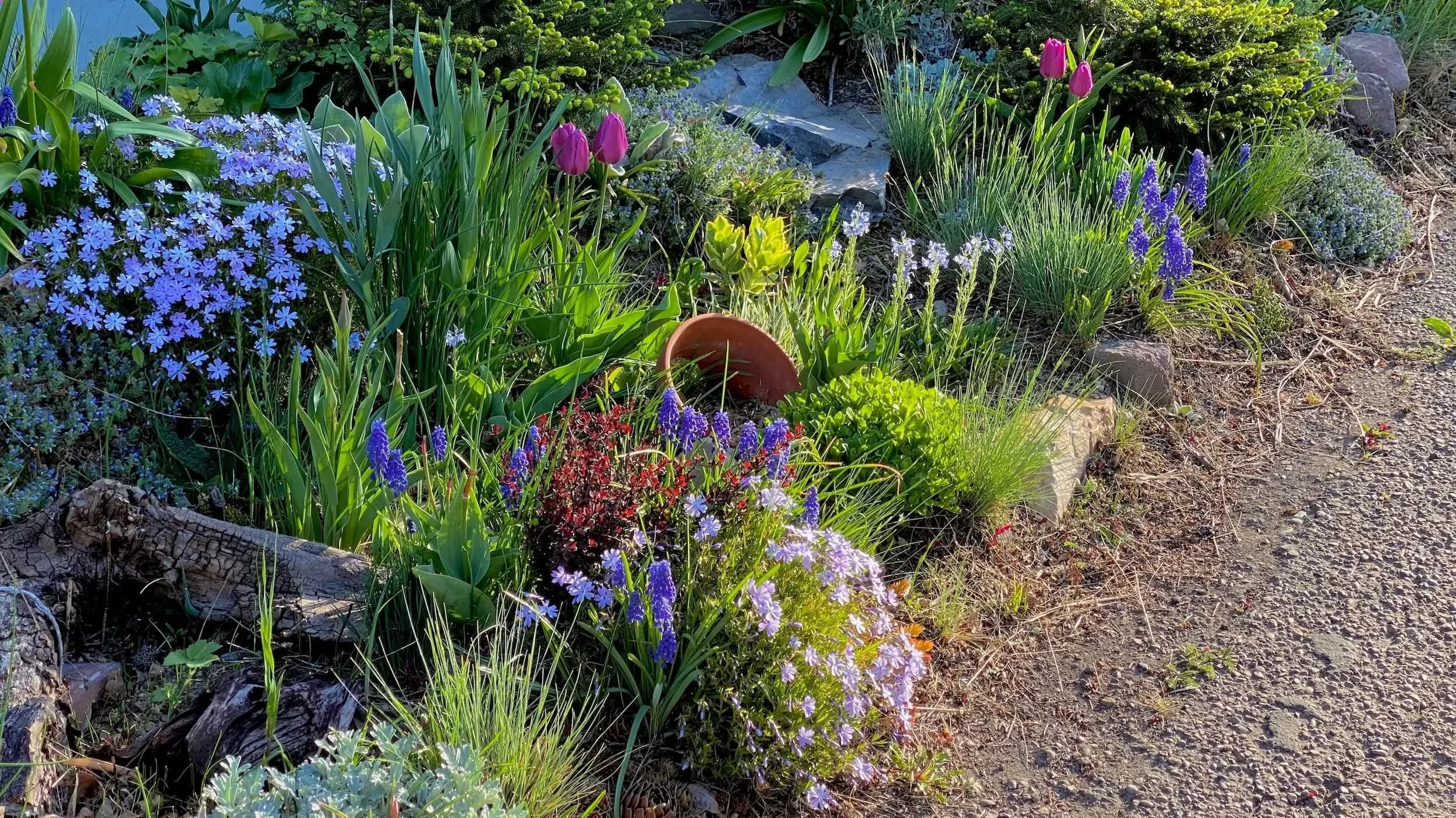Spring rock garden vignette with broken pot, tulips, and purple flowers, showing naturalistic planting in practice.