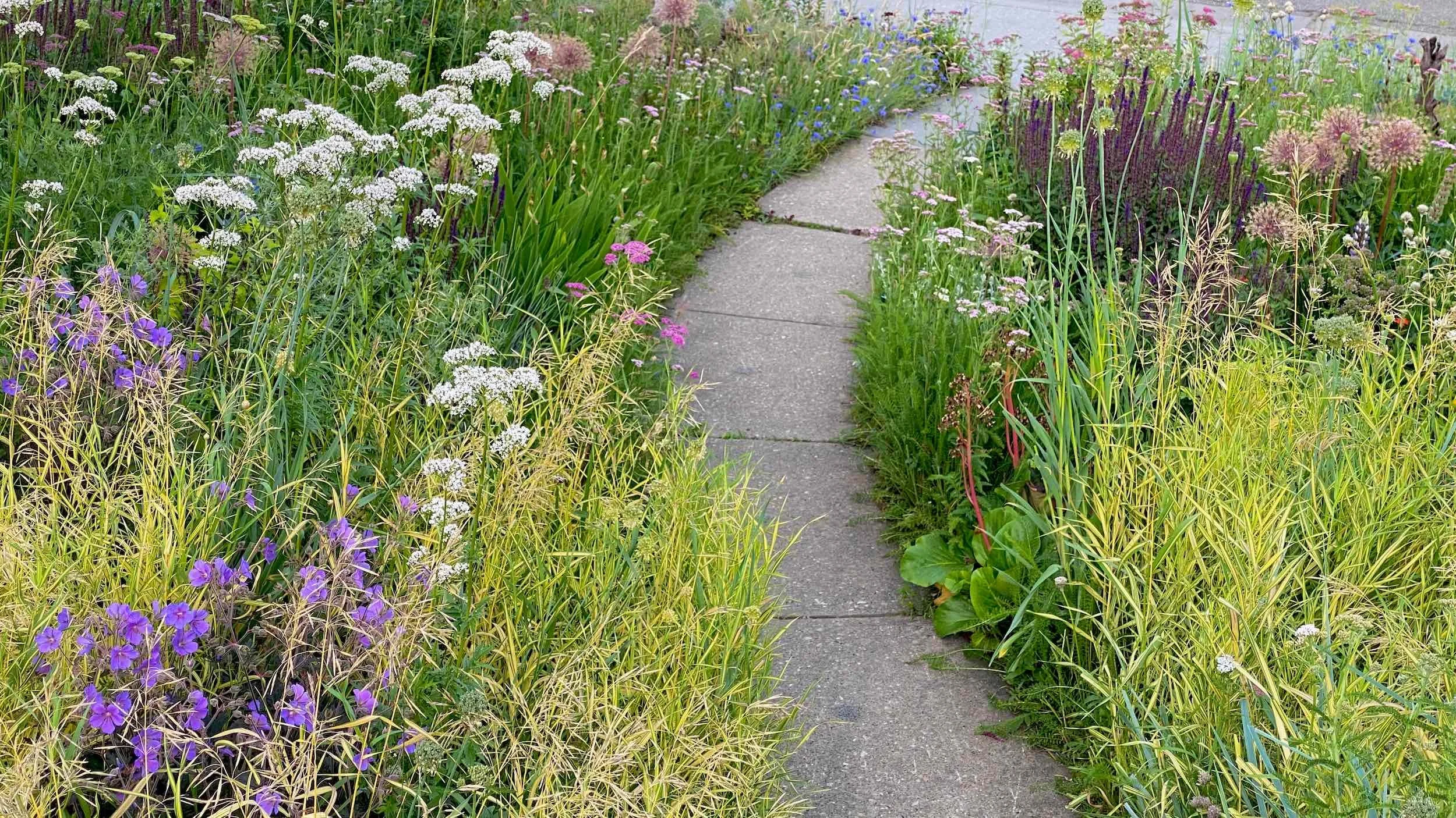 Garden Living path bordered by early summer foliage, white flowers and layered meadow planting