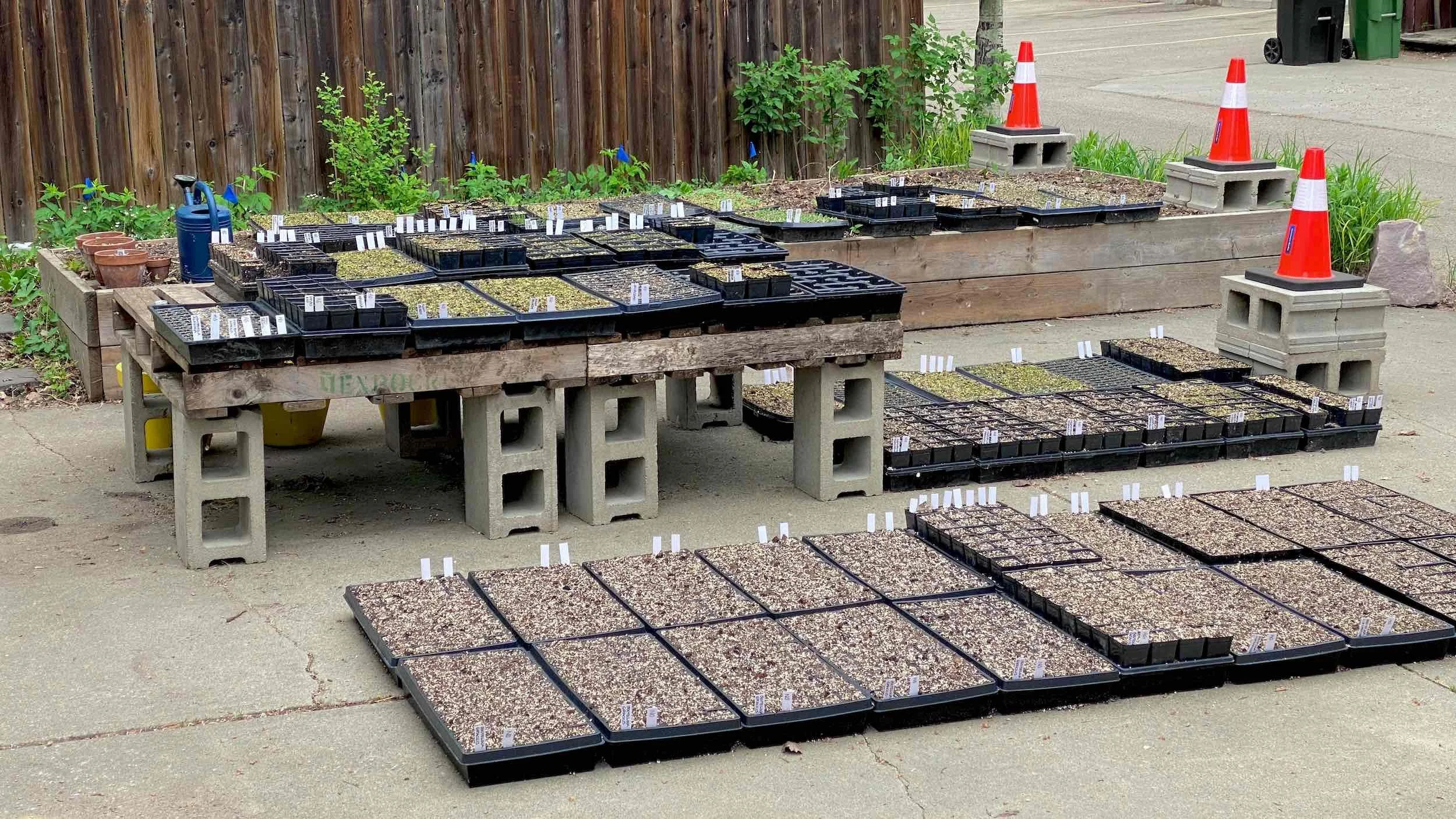 Early spring seed trays and labelled flats arranged across the Production Zone driveway