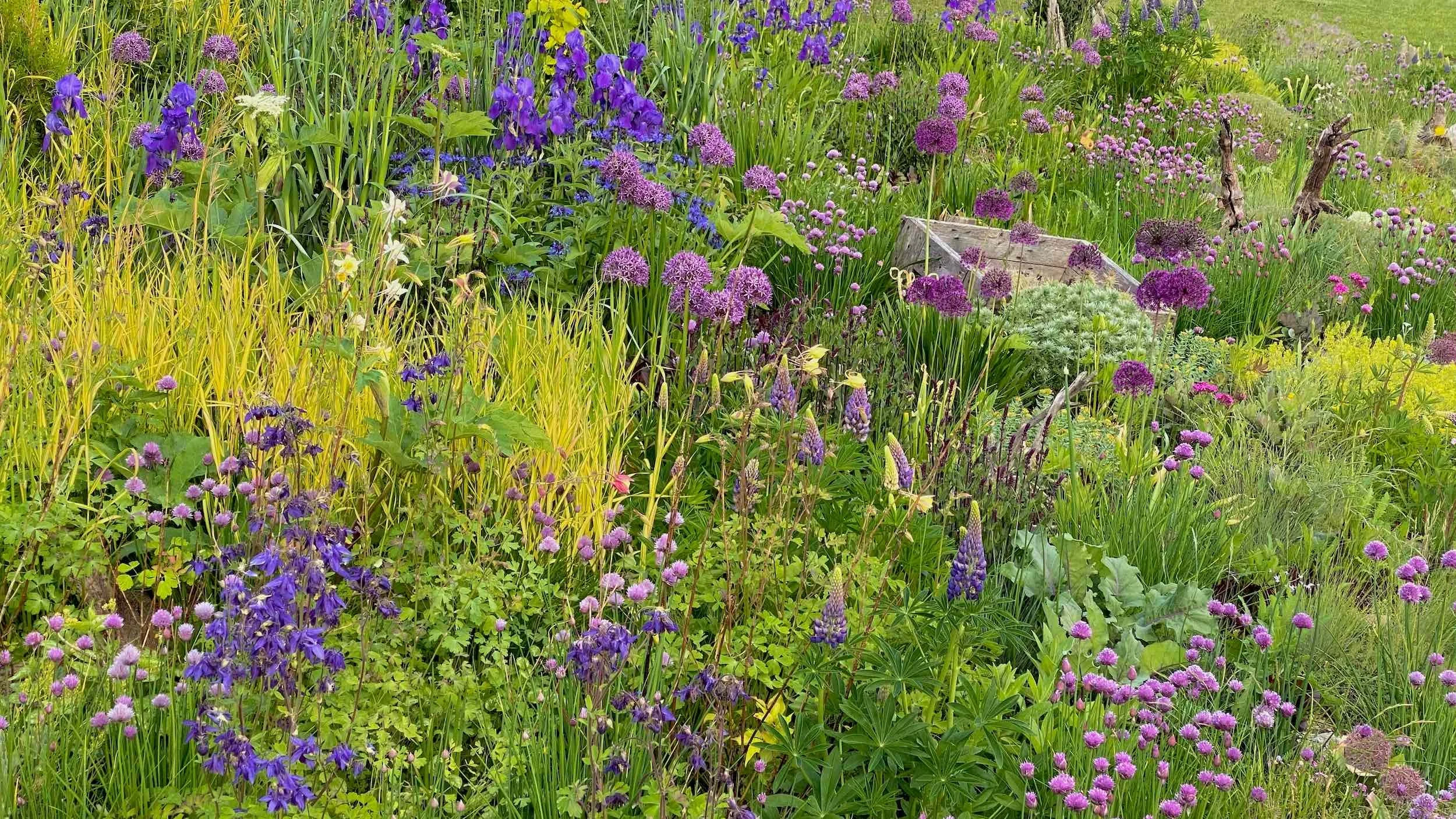 Purple alliums, irises and grasses fill the Front Meadow in a dense spring planting
