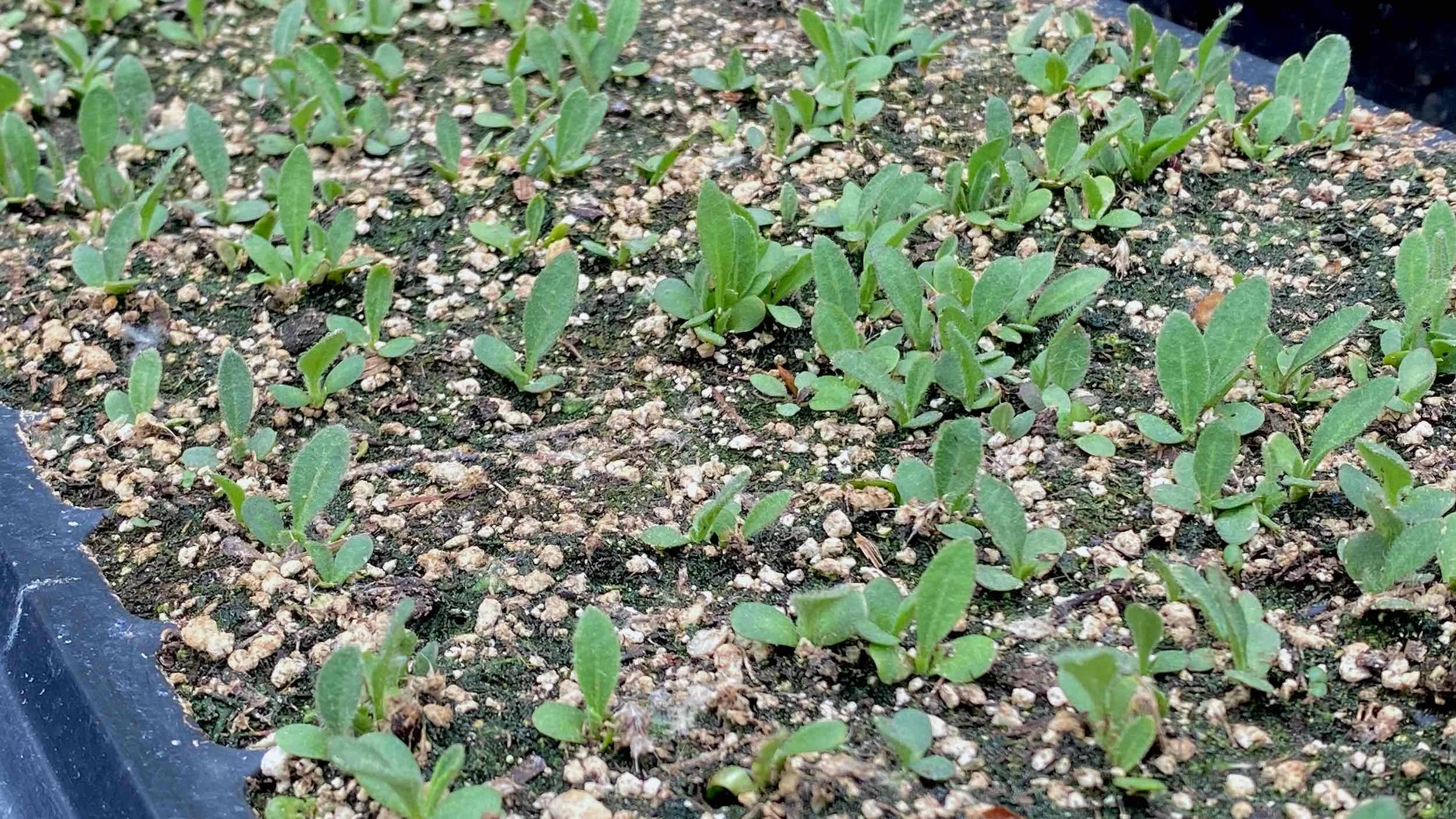 Two-week-old seedlings emerge in a tray of growing media in the Production Zone