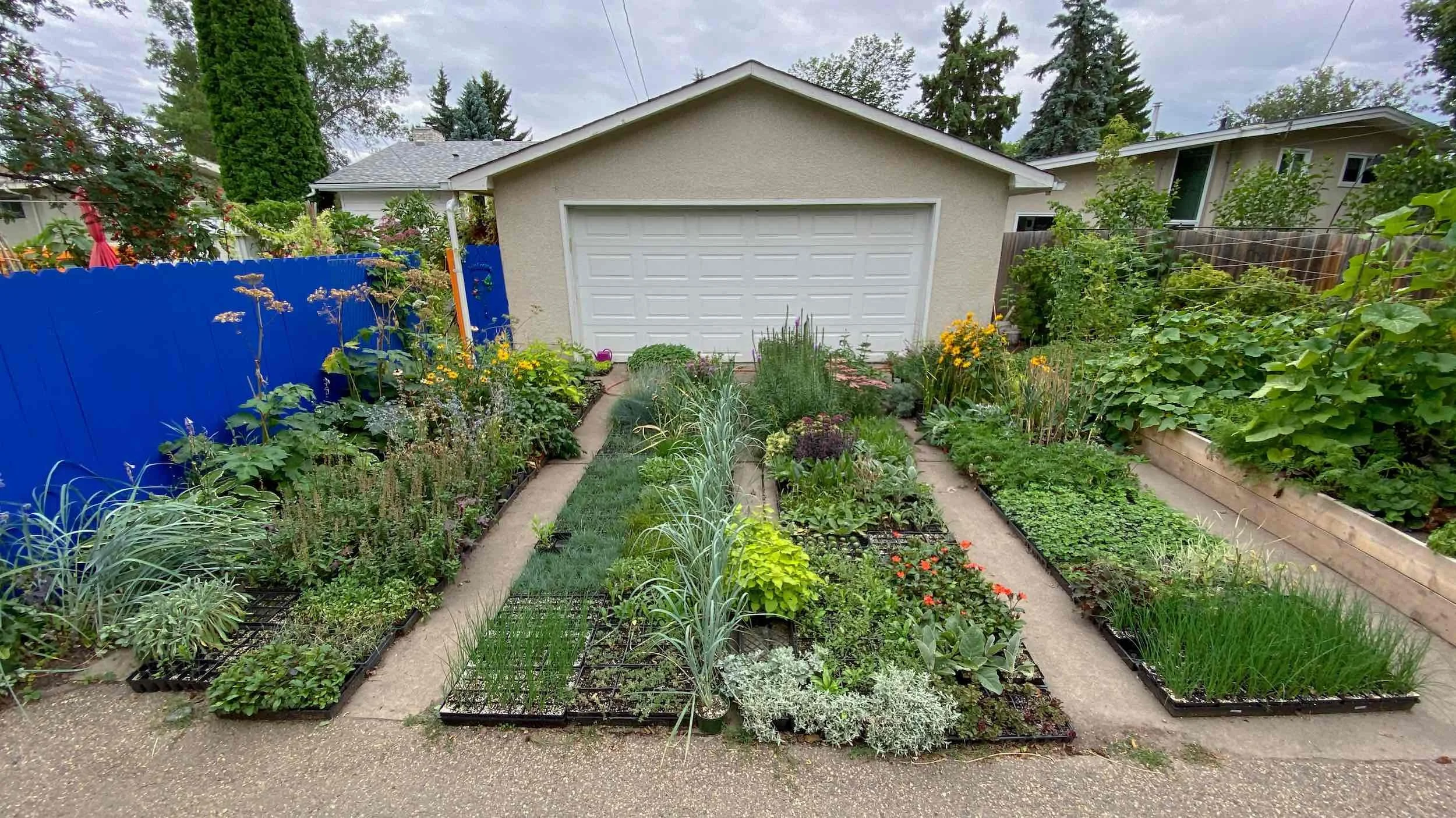Production Zone driveway filled with trays and potted plants in late summer