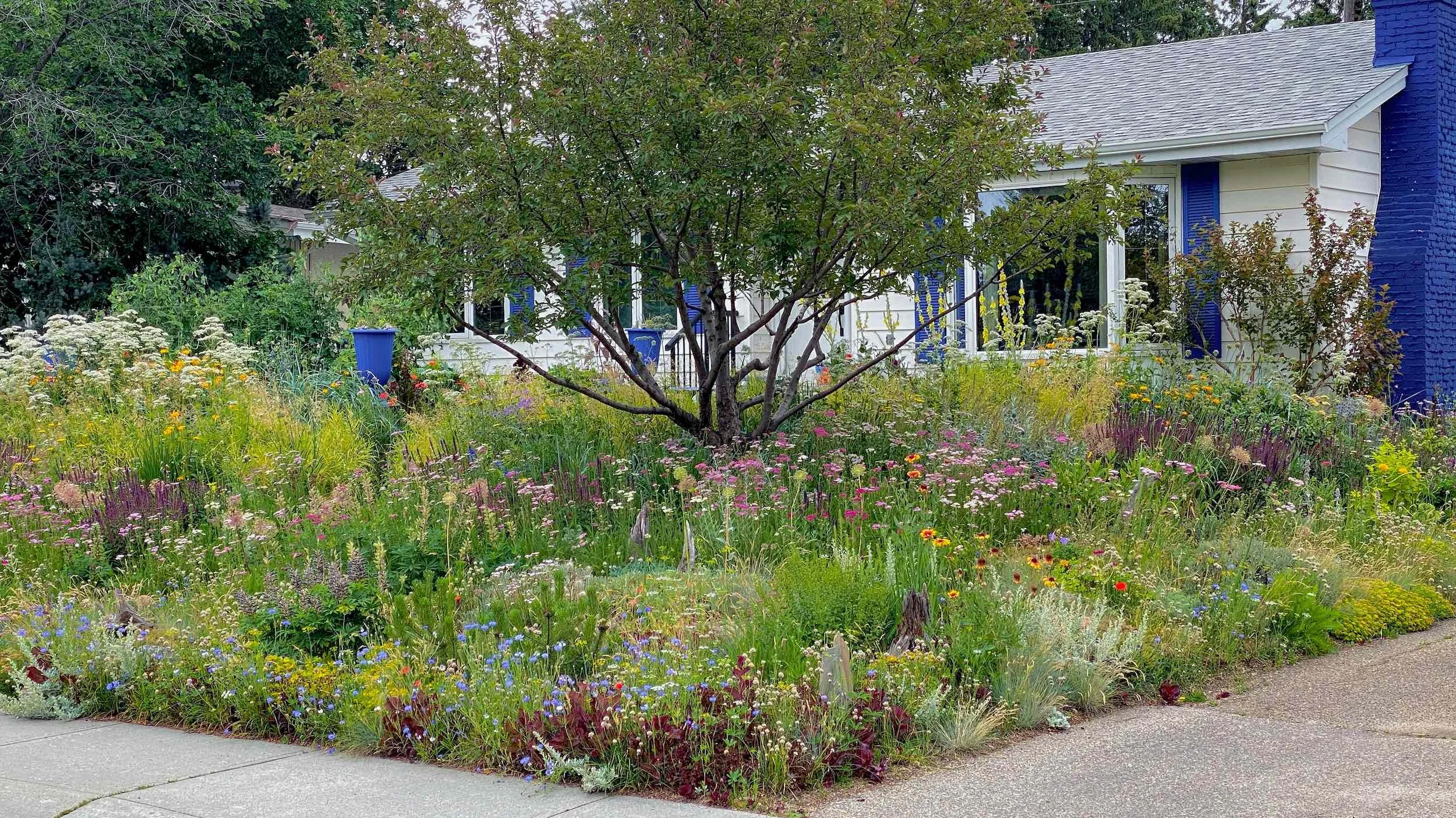 Front Meadow in summer with layered flowers and grasses around a small tree and front walk