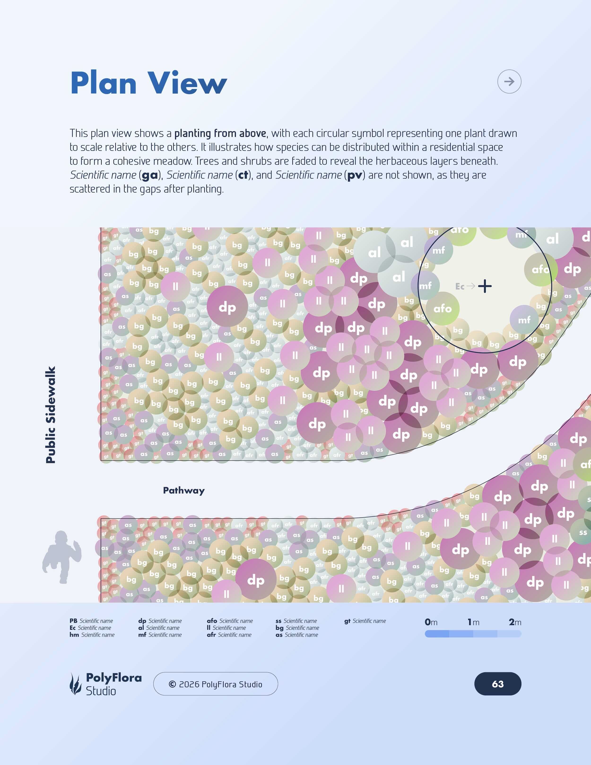 Plan view showing plant distribution across a prairie garden planting plan
