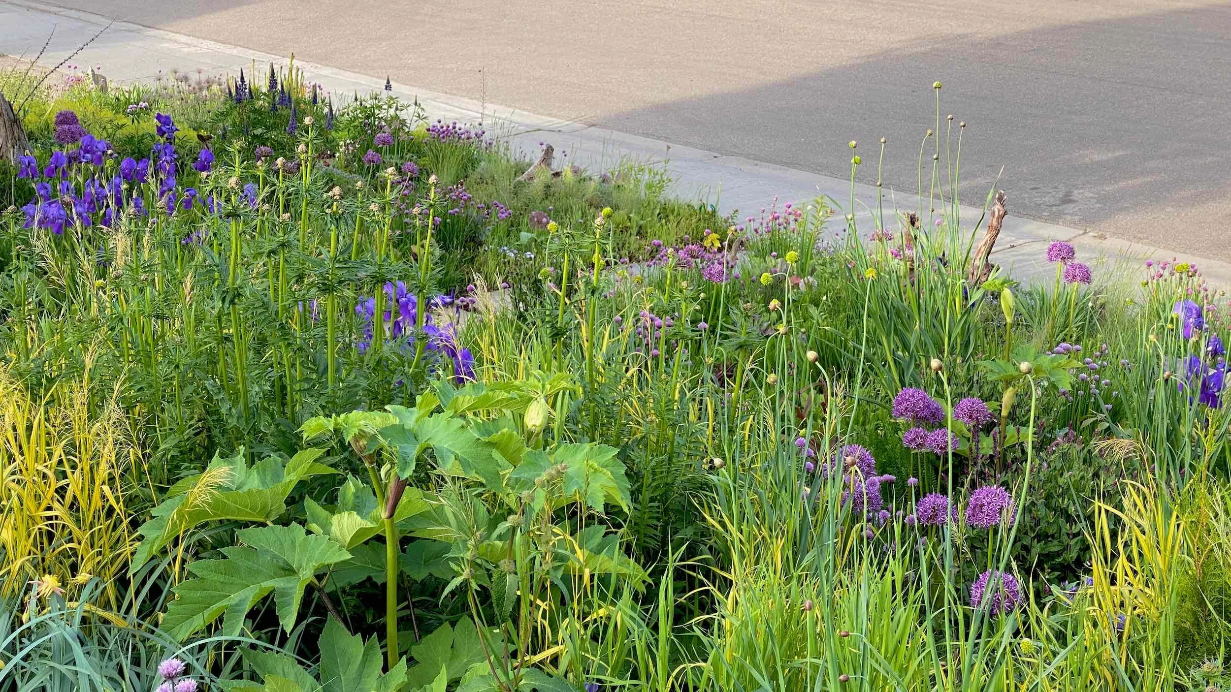Spring view through the Front Meadow with alliums, irises and layered foliage near the sidewalk