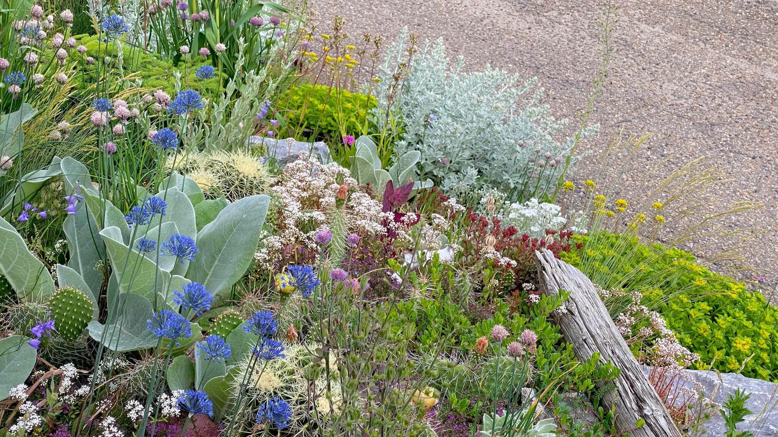 Dry Edge vignette with blue alliums, silver artemisia, opuntia, rocks and weathered wood
