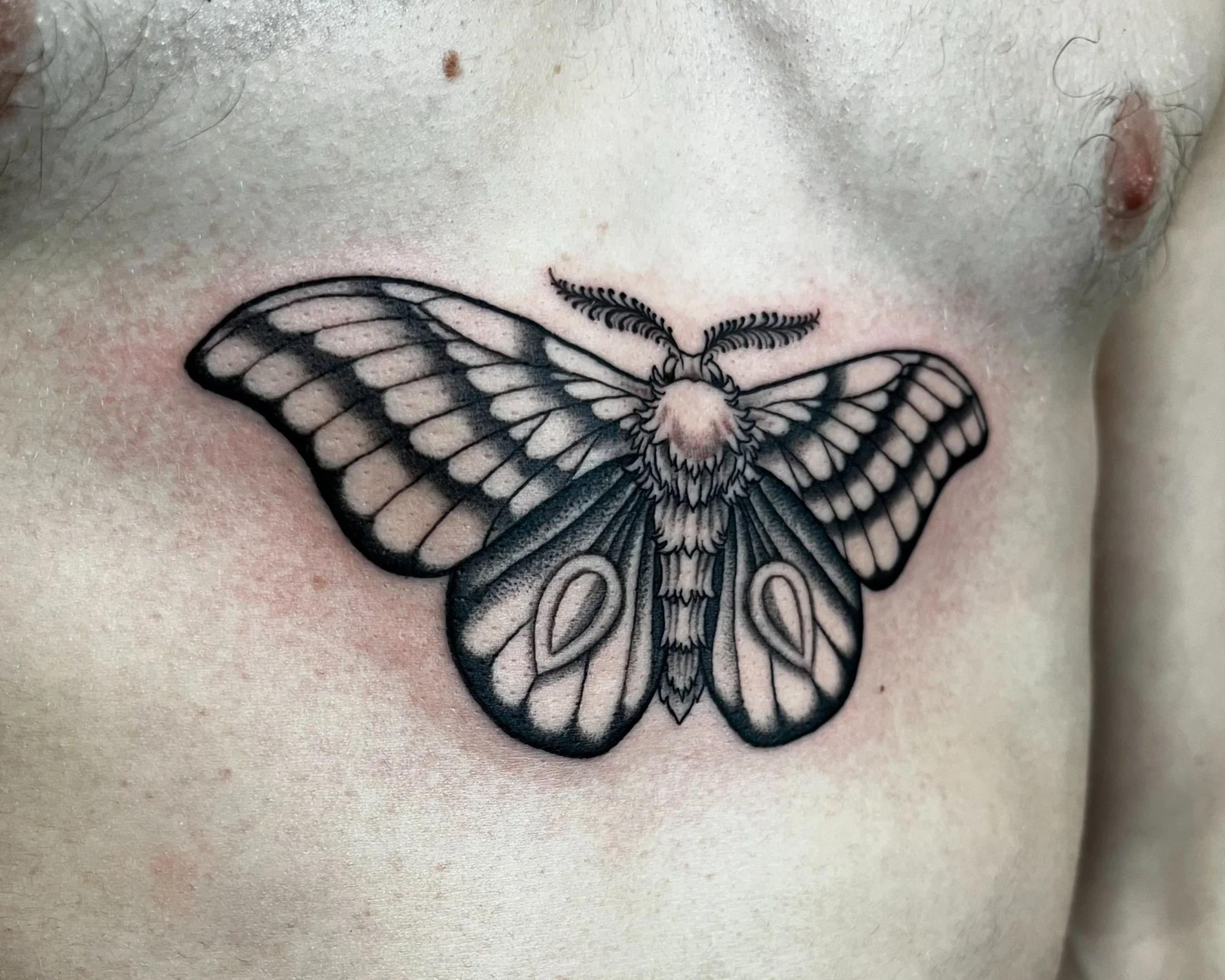 sternum+moth.jpg