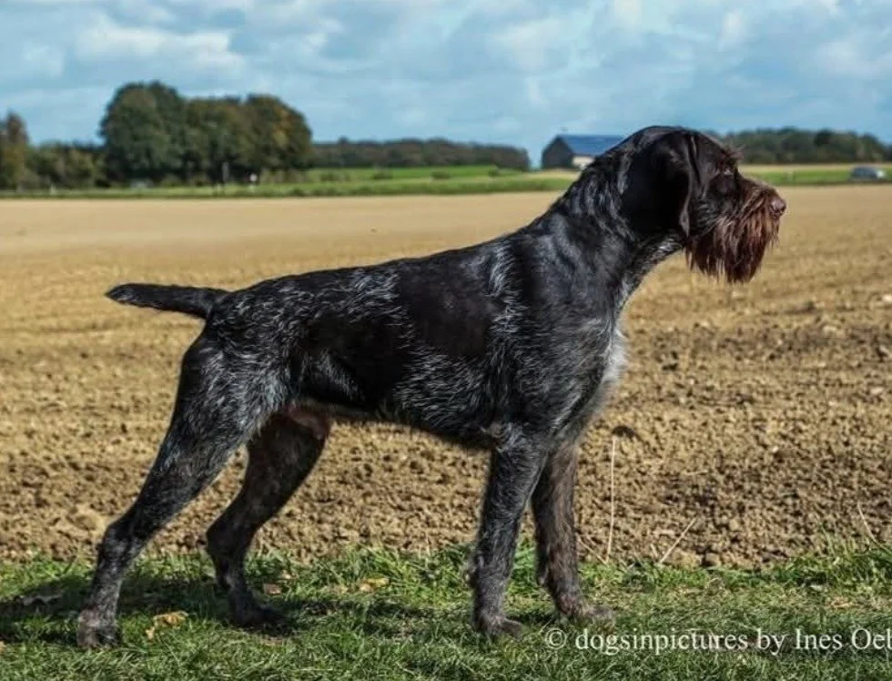 William-Jakob vom Schaar the stud for our “B” litter. Ahnetafels available on request.