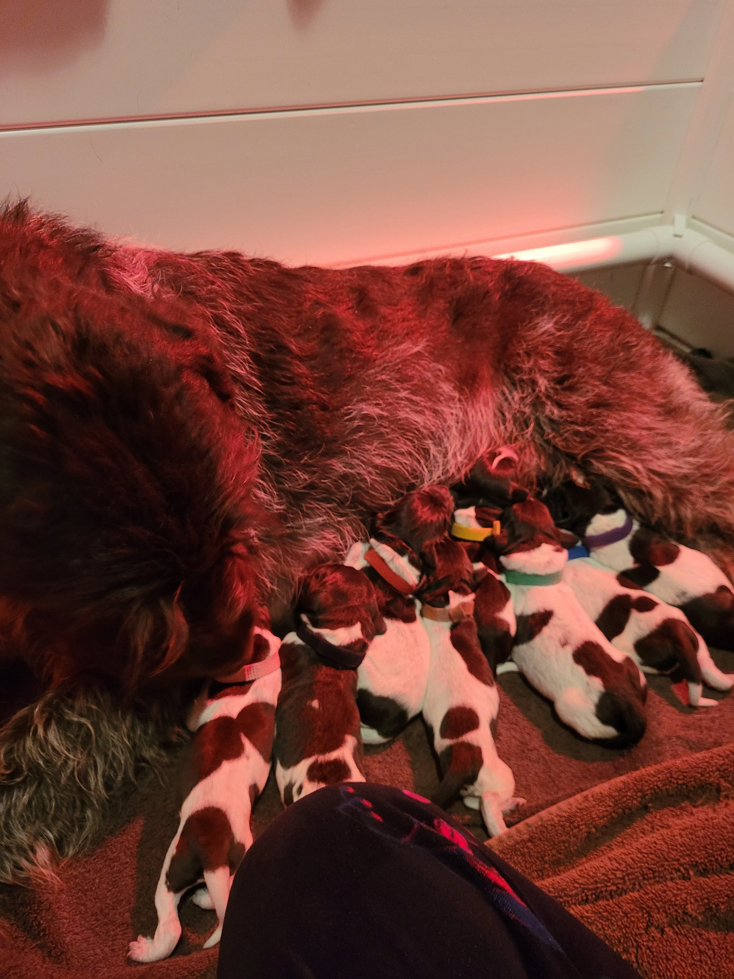 The new puppies are on the ground