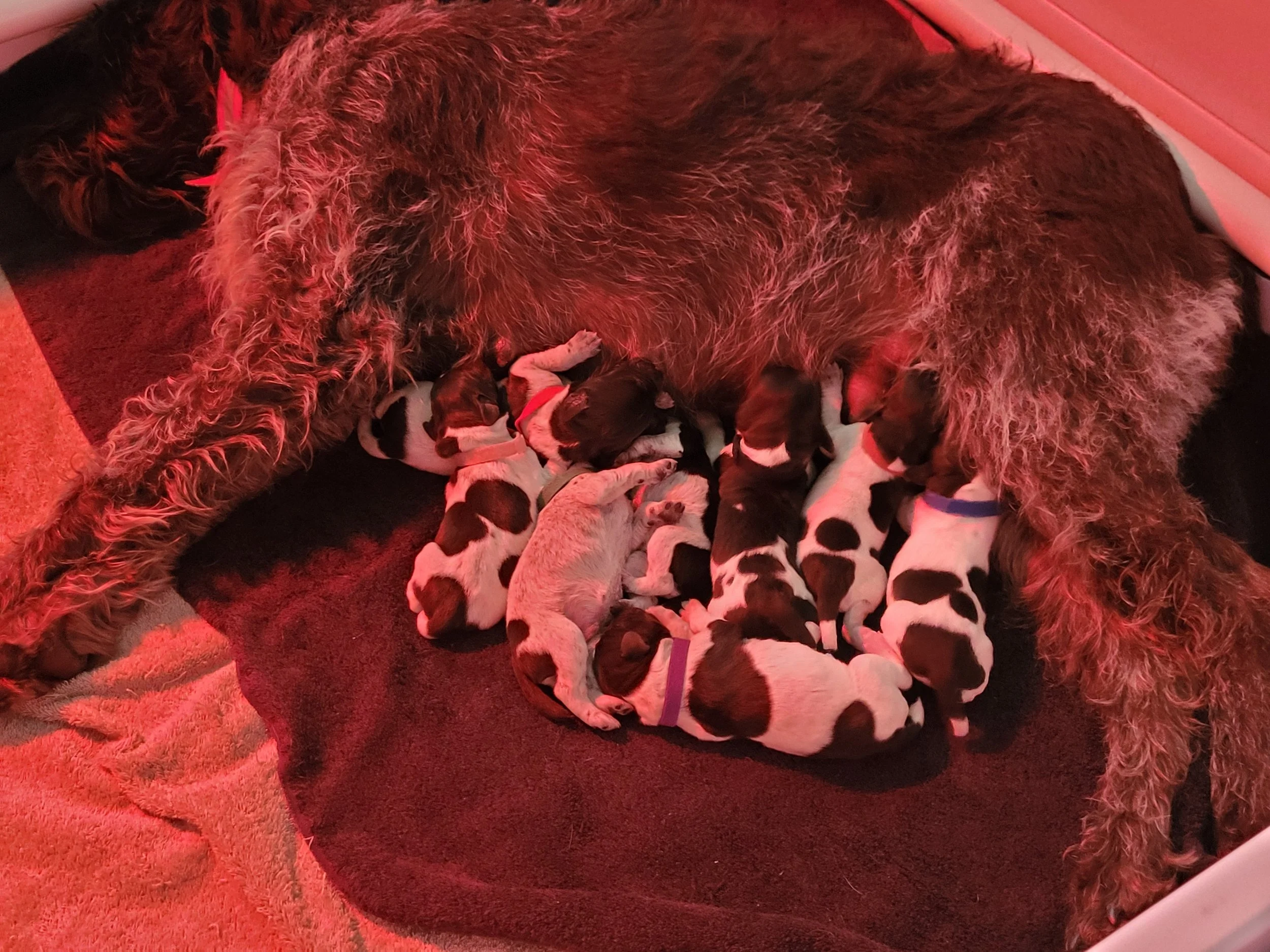 A day in the life of our puppies     