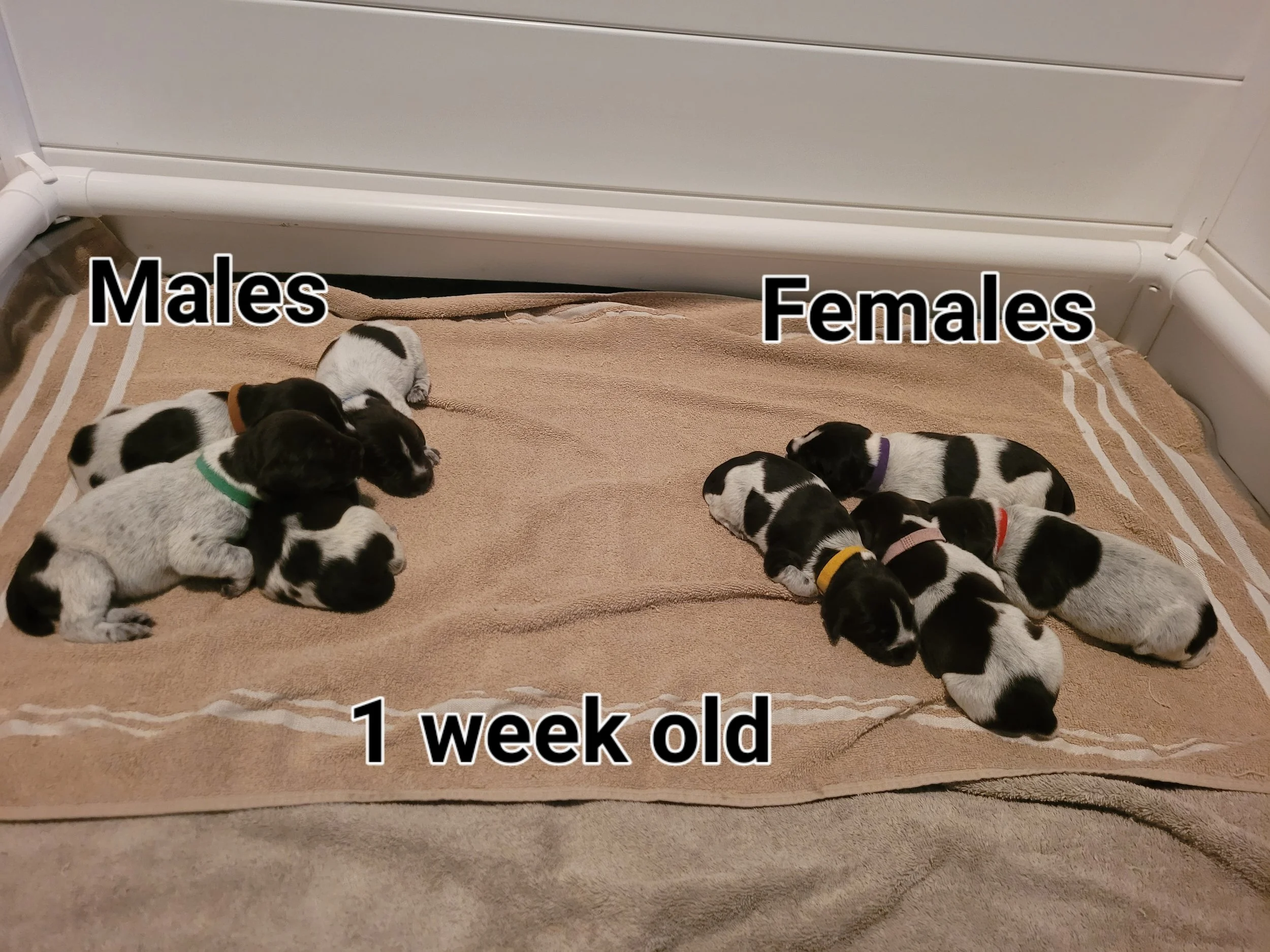 1 week old! 