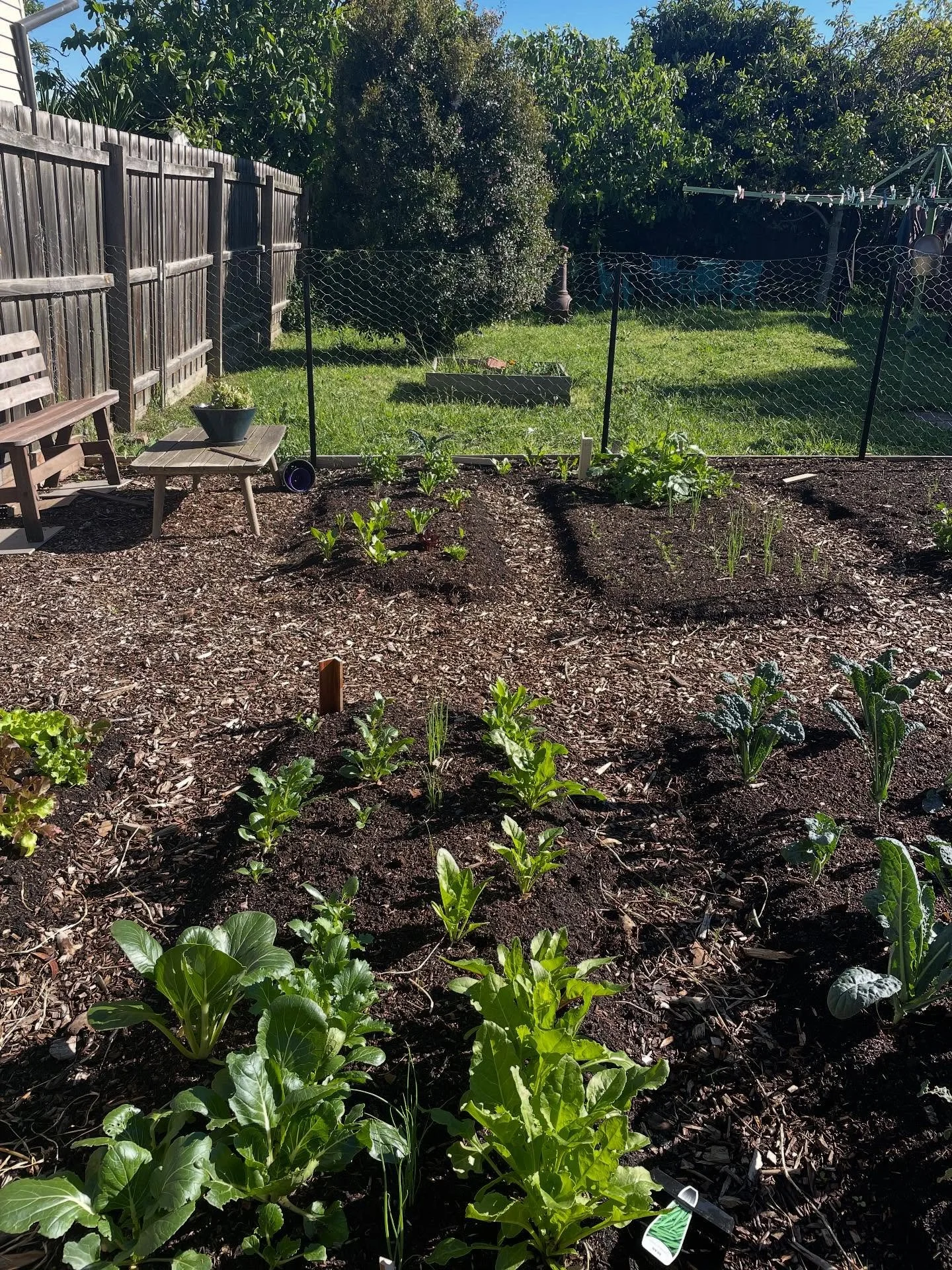 Abundance 🌿 ft endless flowers, painting and a food garden created by @patrickthomas_naturopathy