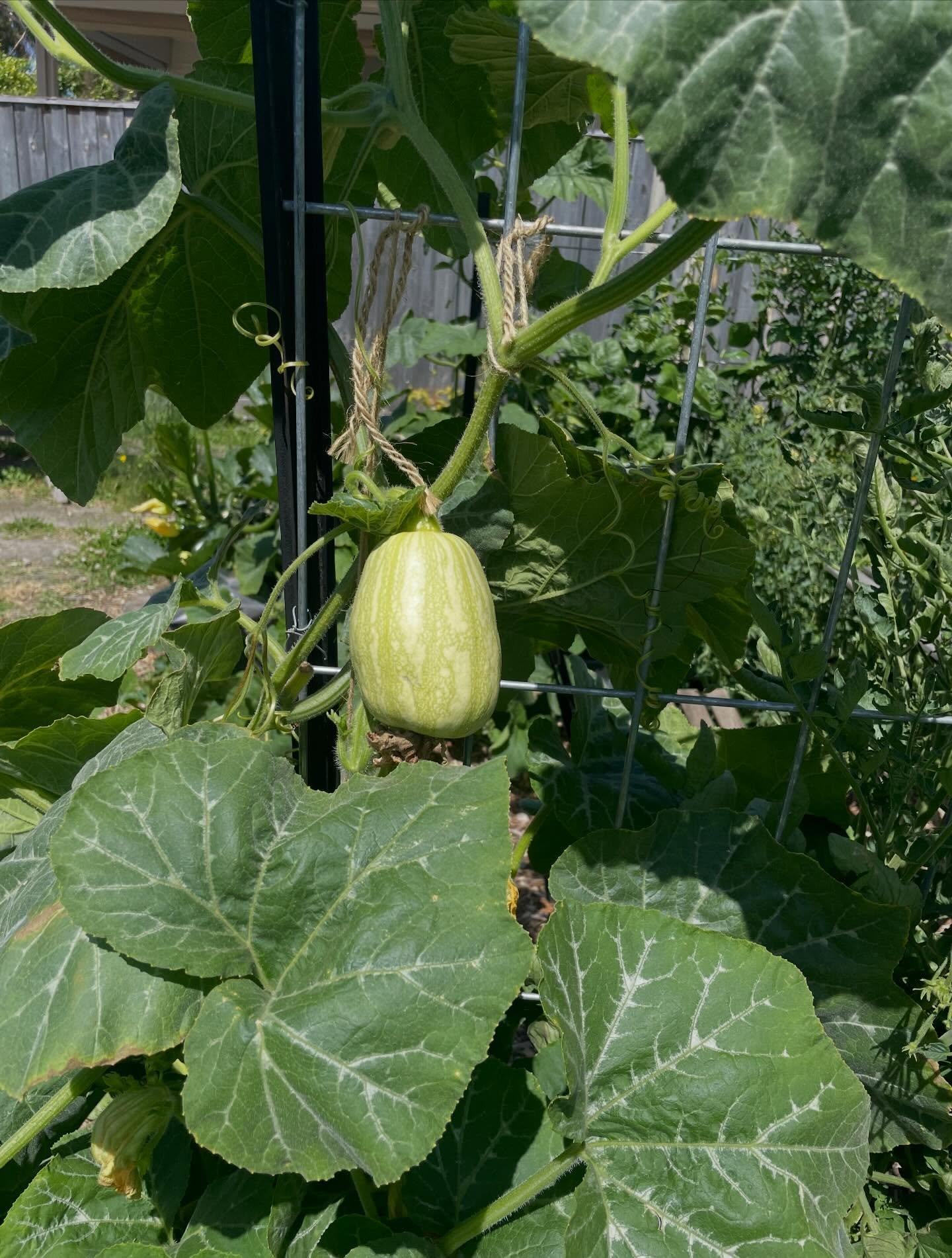 Summer garden abundance ft sourdough making! Grateful for our little pocket of goodness
