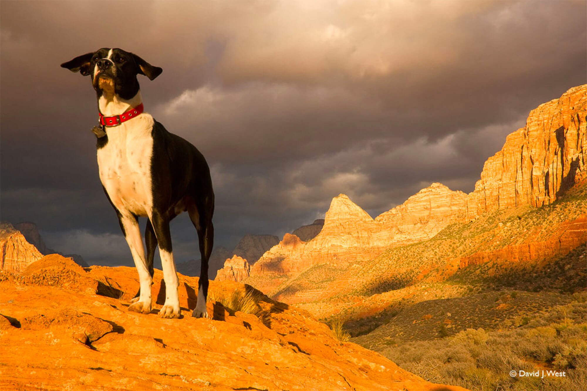 Traveling to Zion National Park with Dogs: How to Make It a Pawsome Adventure!