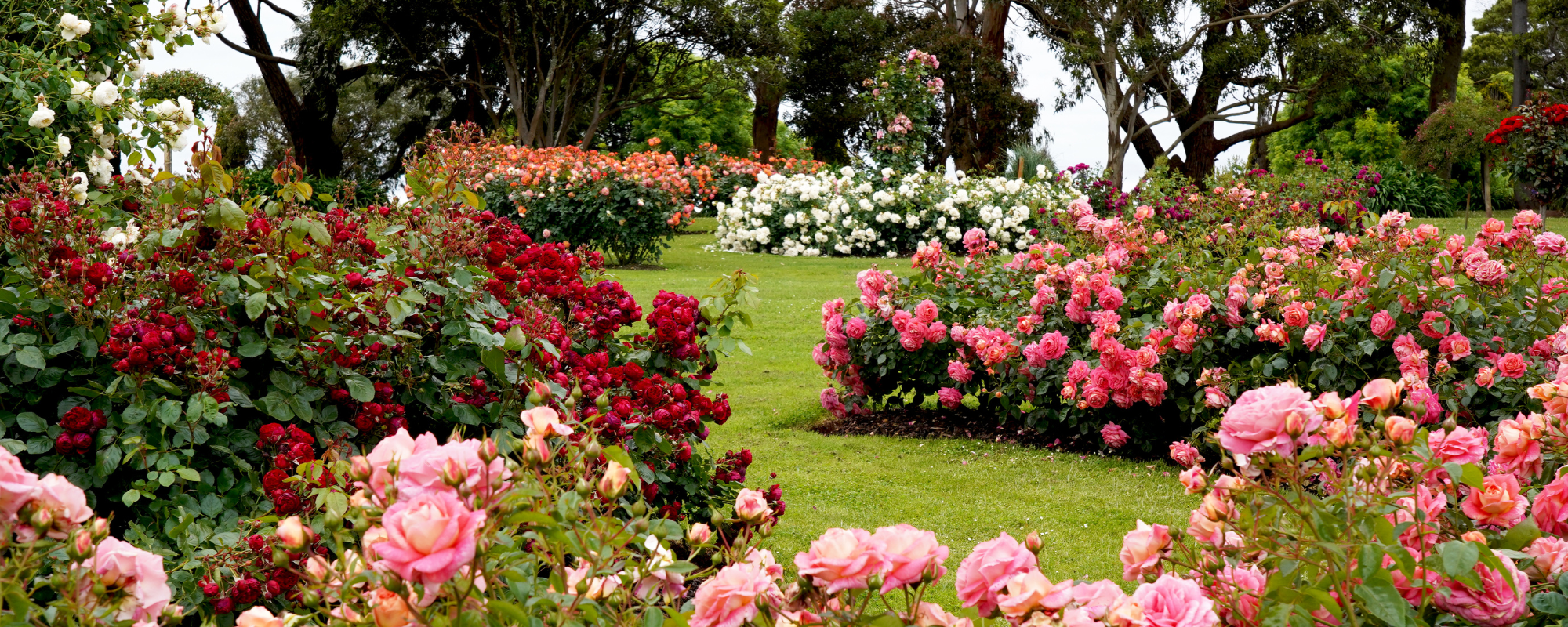 Rose Care Means More than Just Spraying