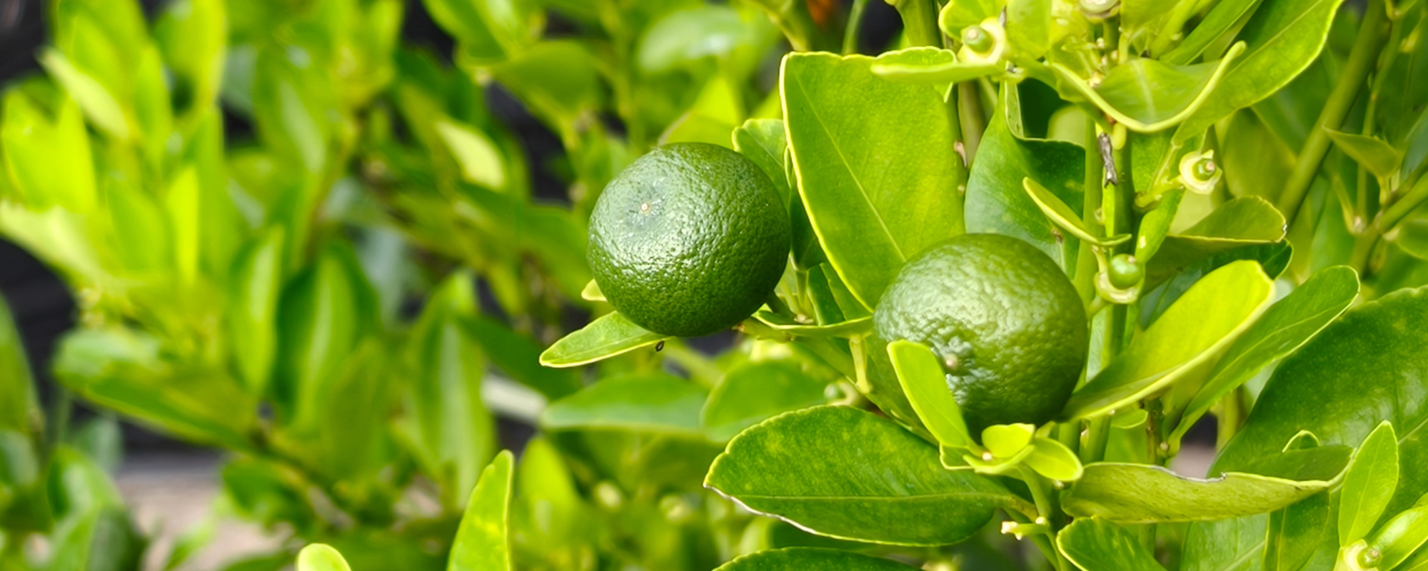 Growing Citrus in Napa Valley: Sweet Rewards with a Few Chilly Challenges